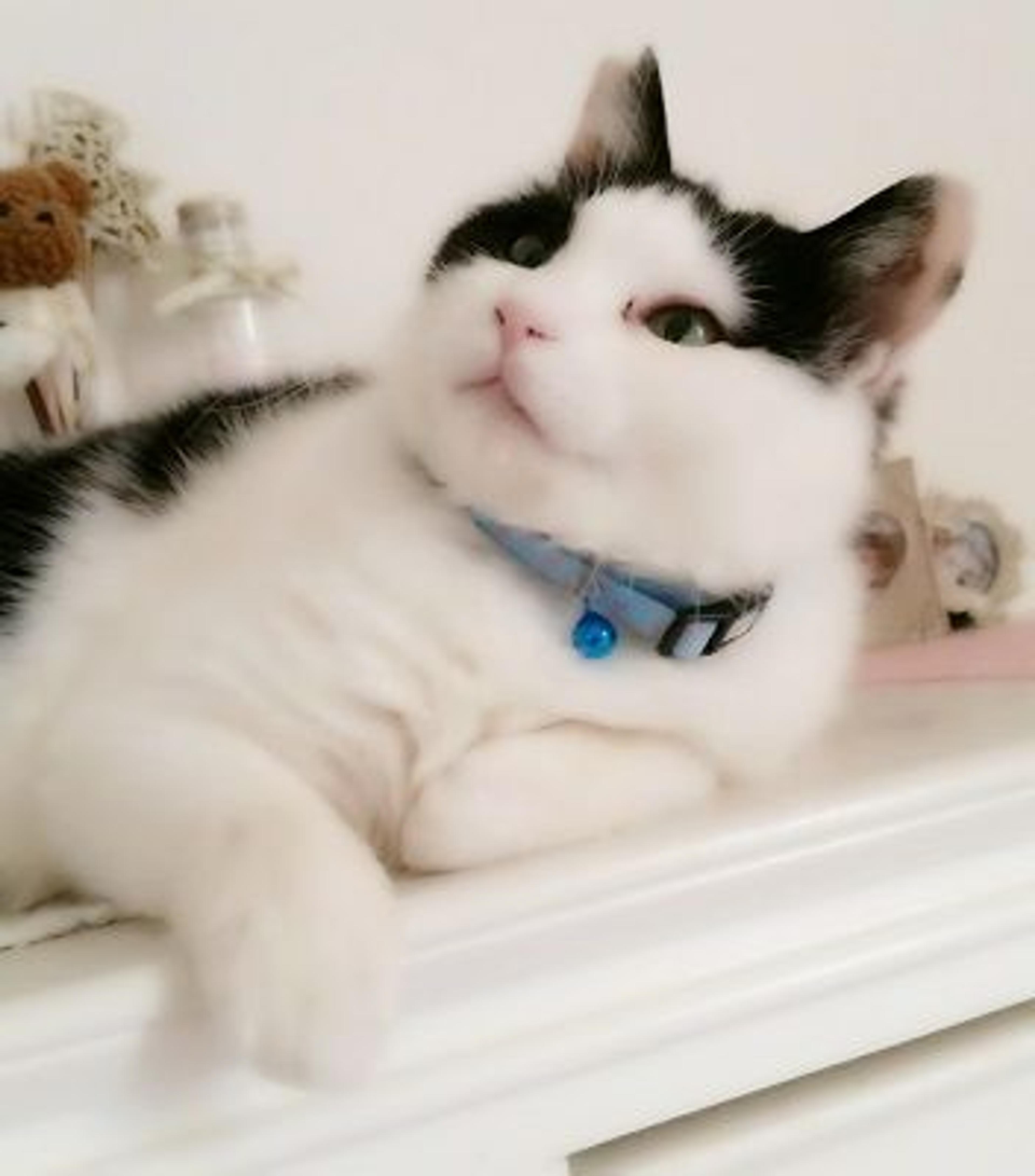 pet-image-3