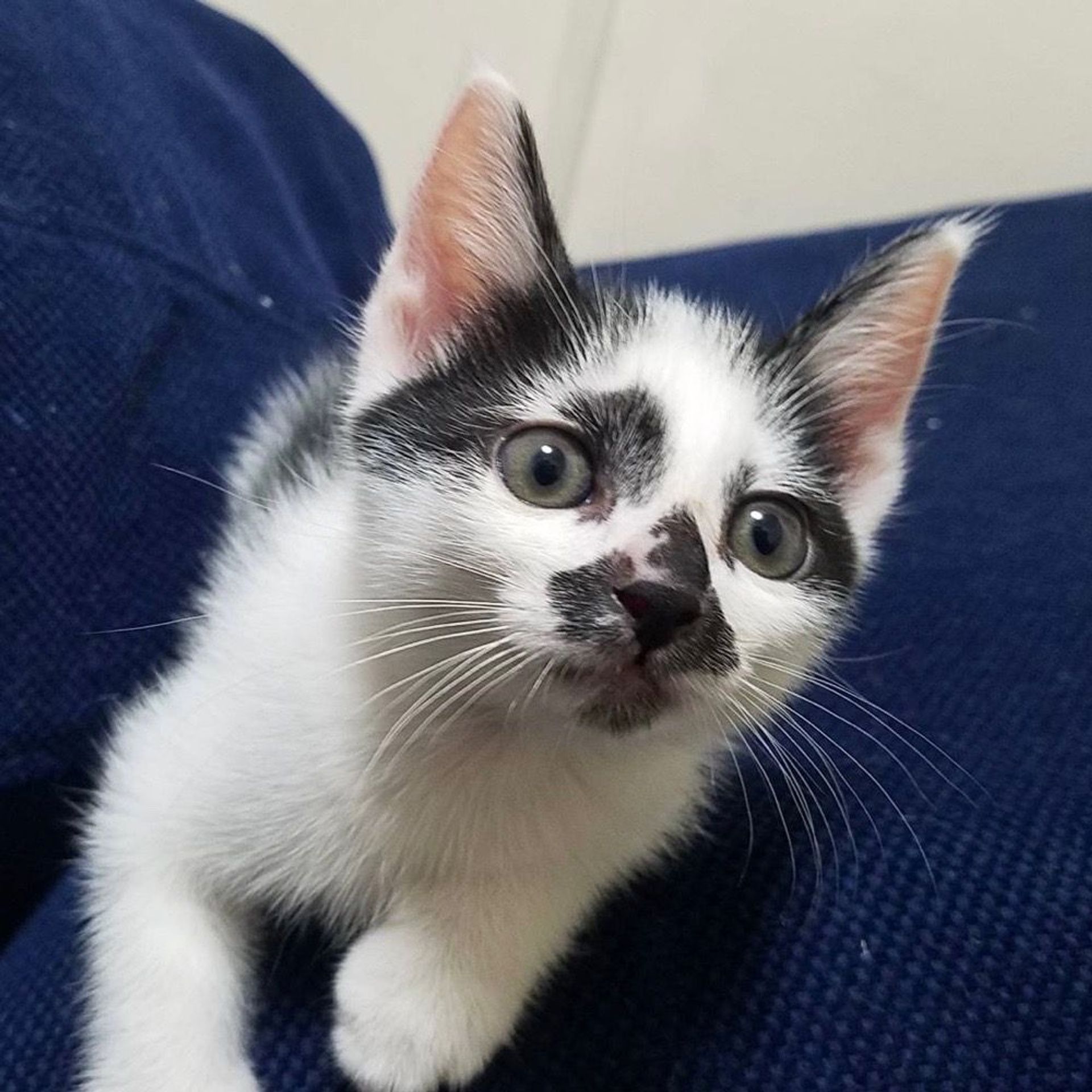 雑種（ミックス猫）・オスの里親募集の写真