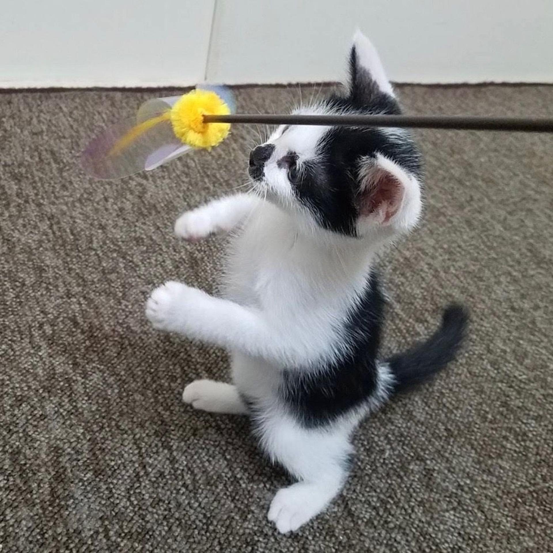 pet-image-4