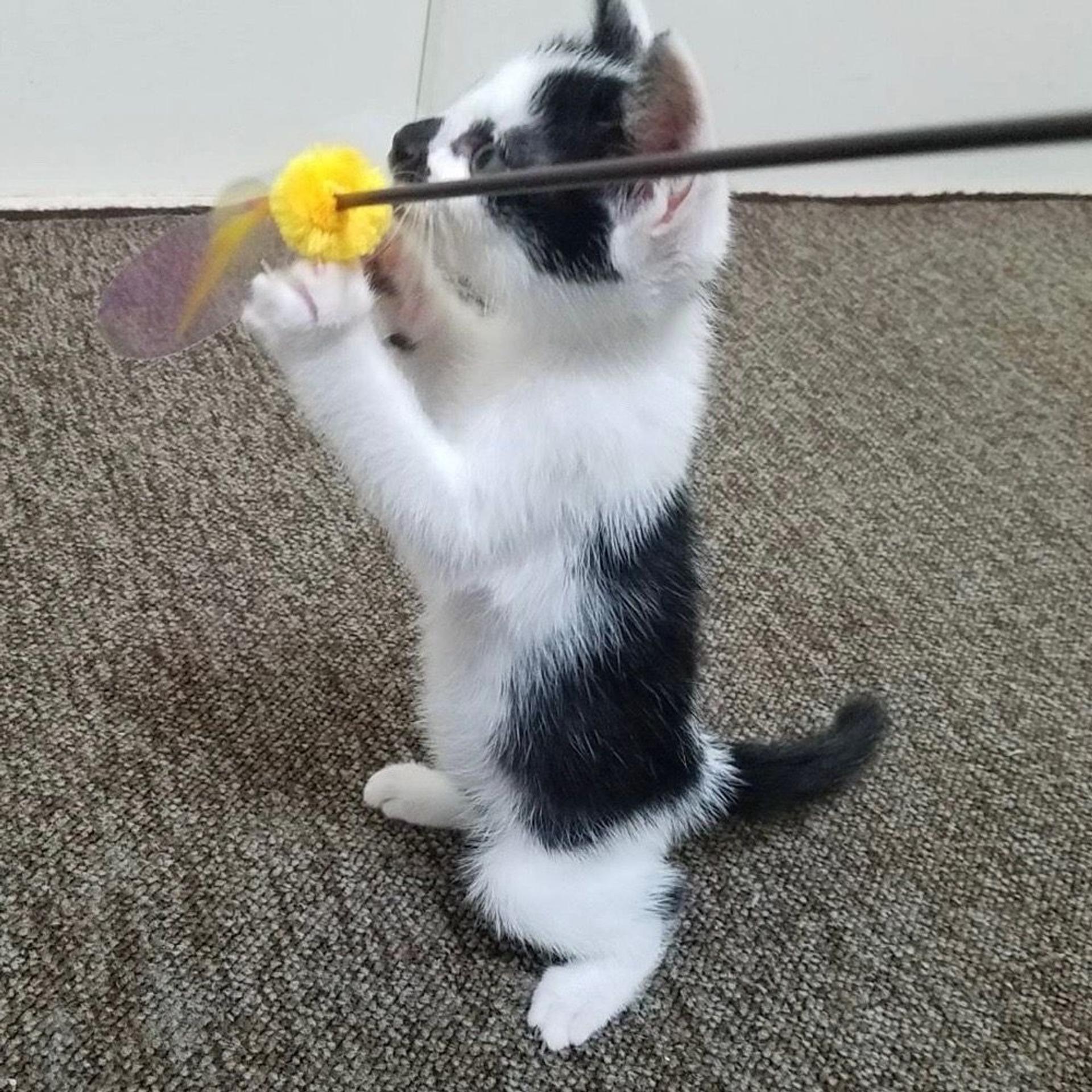 pet-image-8