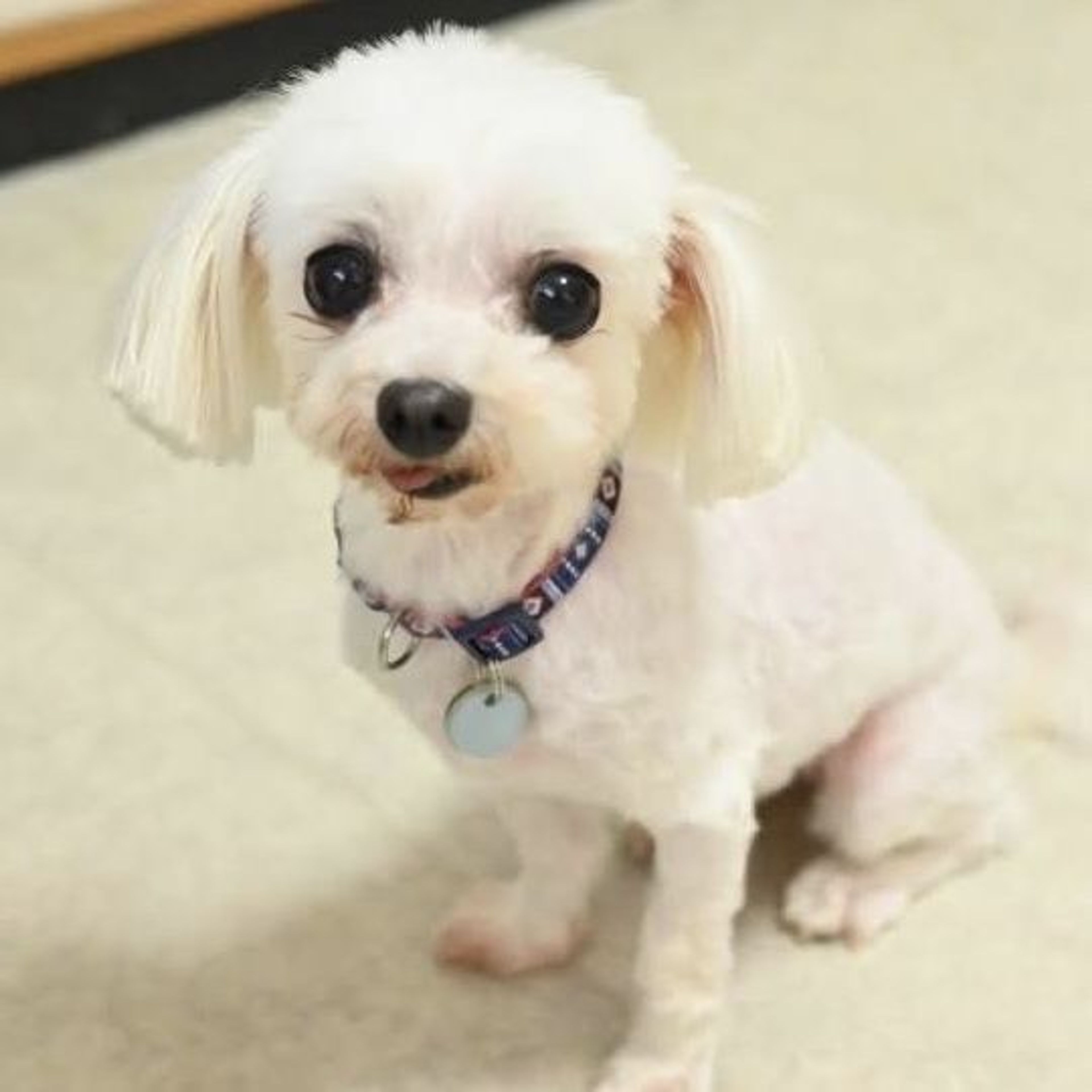 pet-image-2