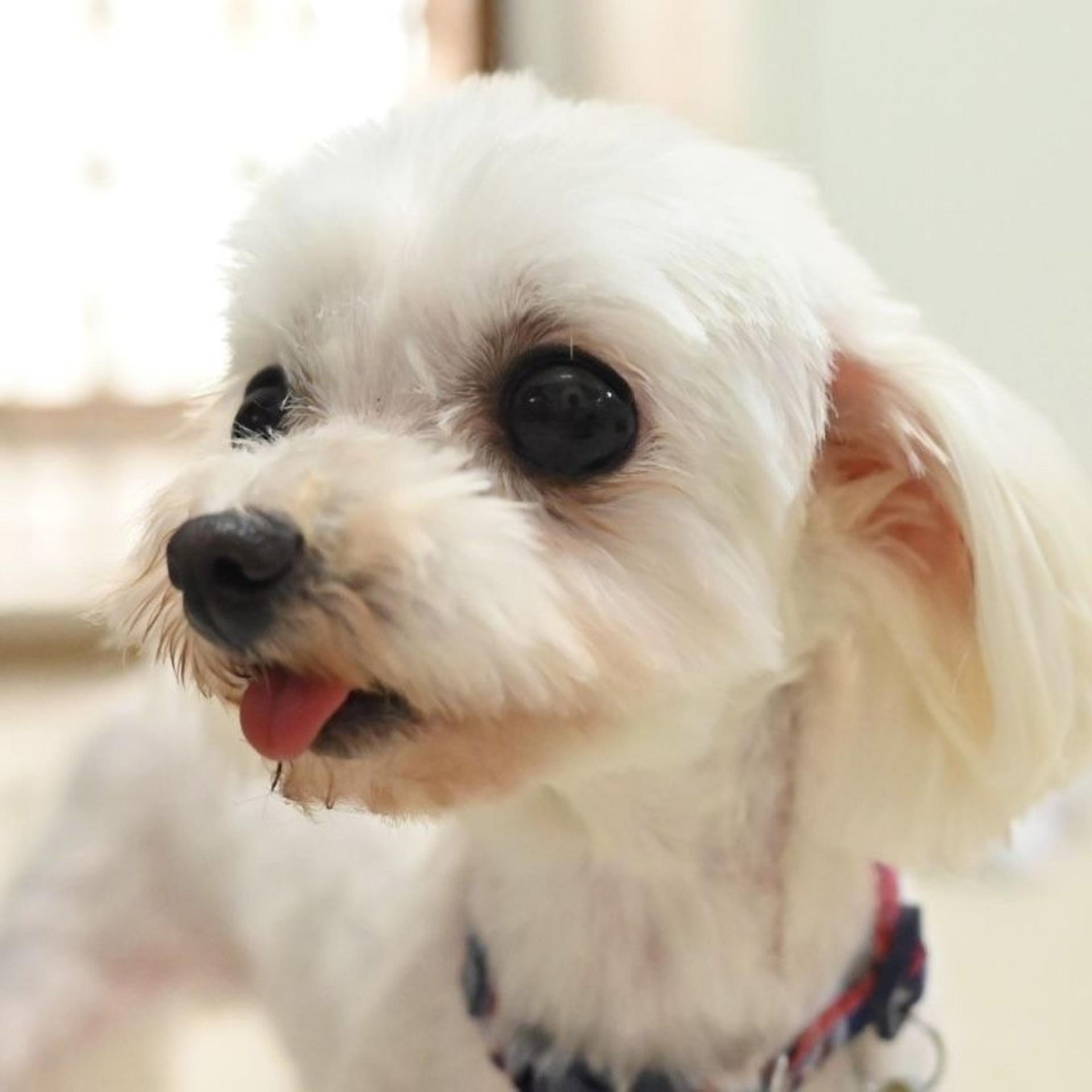pet-image-3