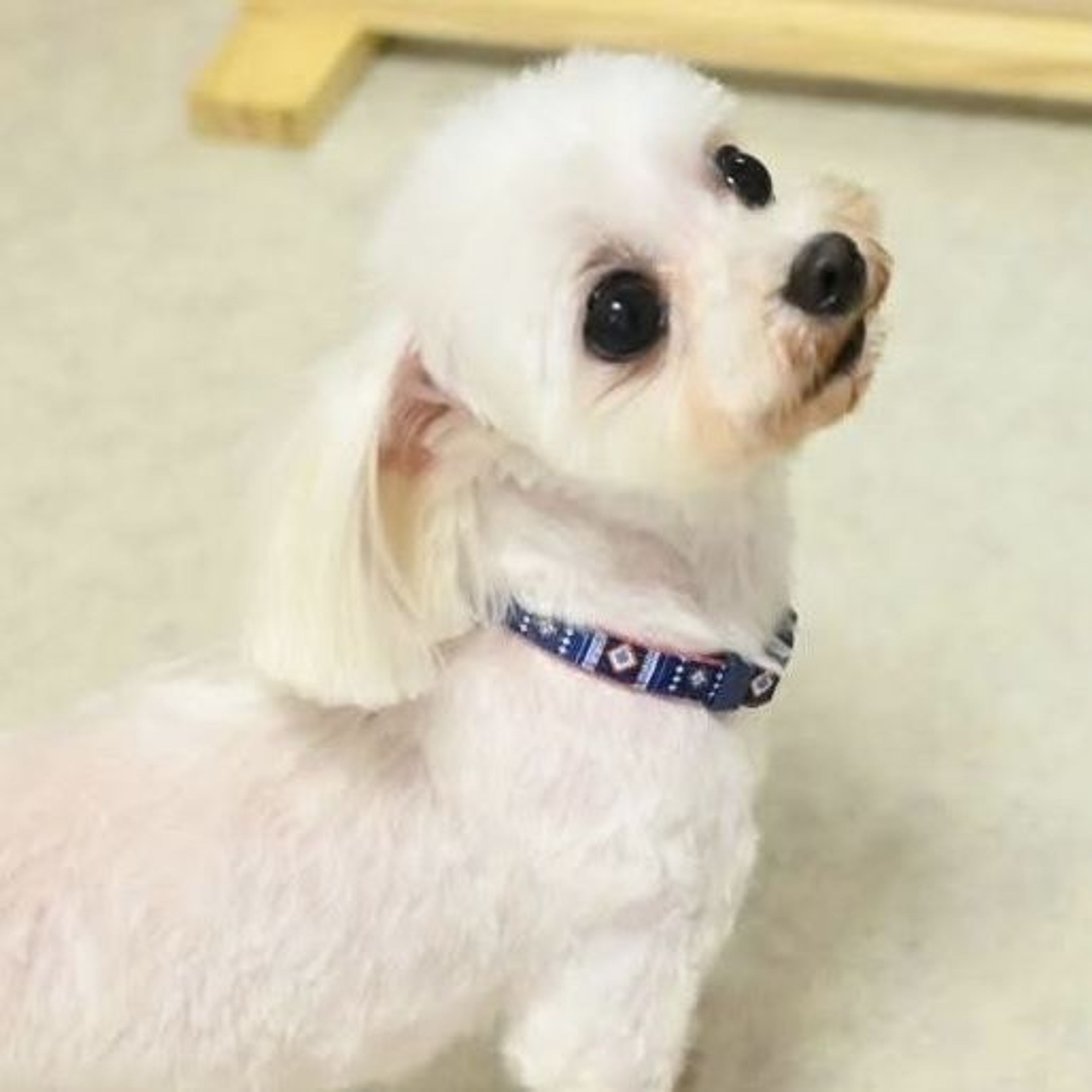 pet-image-5