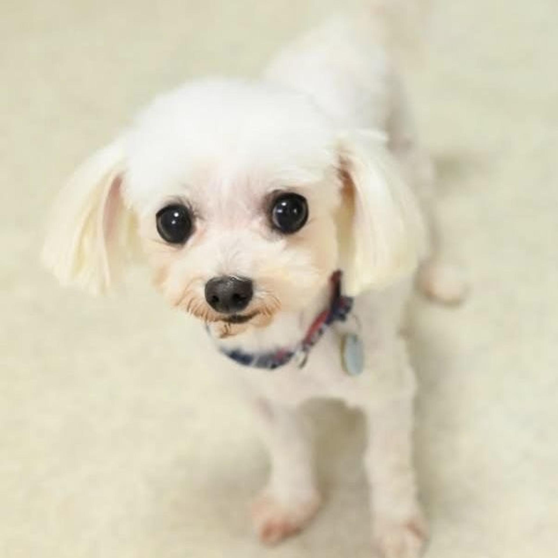 pet-image-6