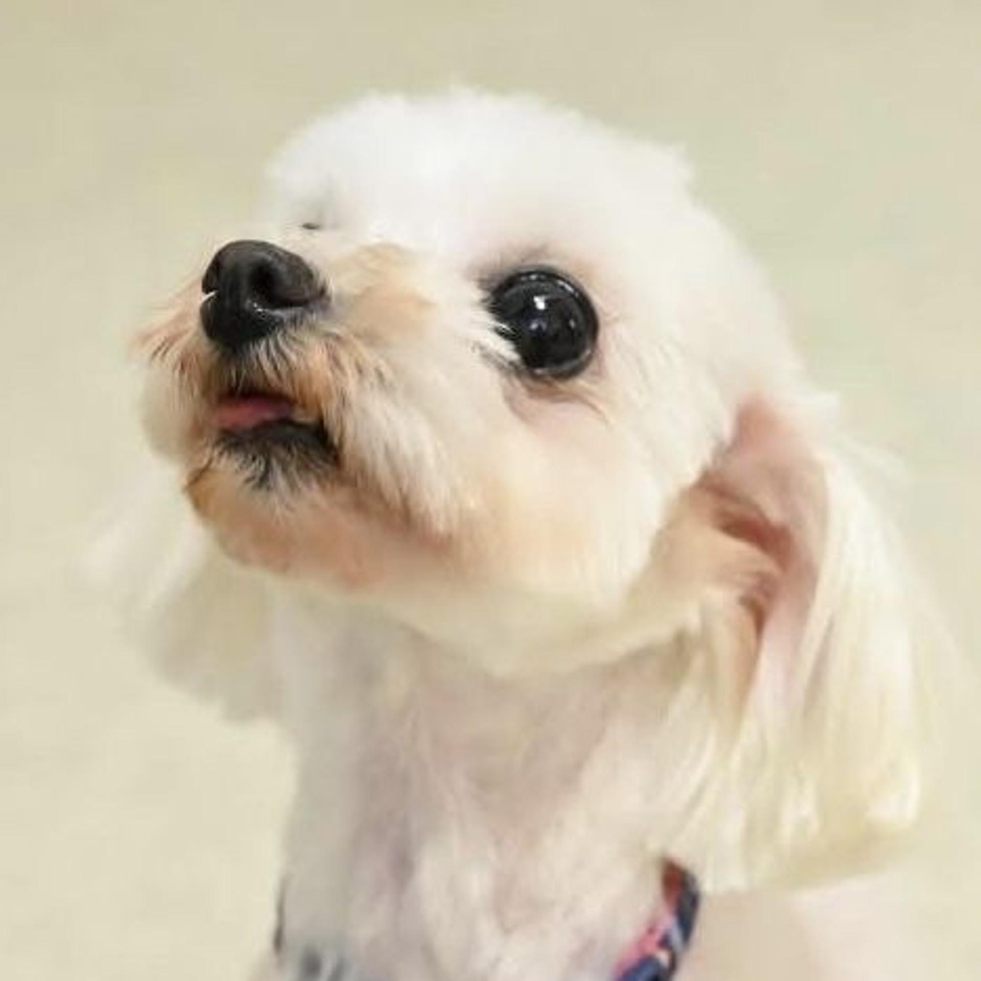 pet-image-7