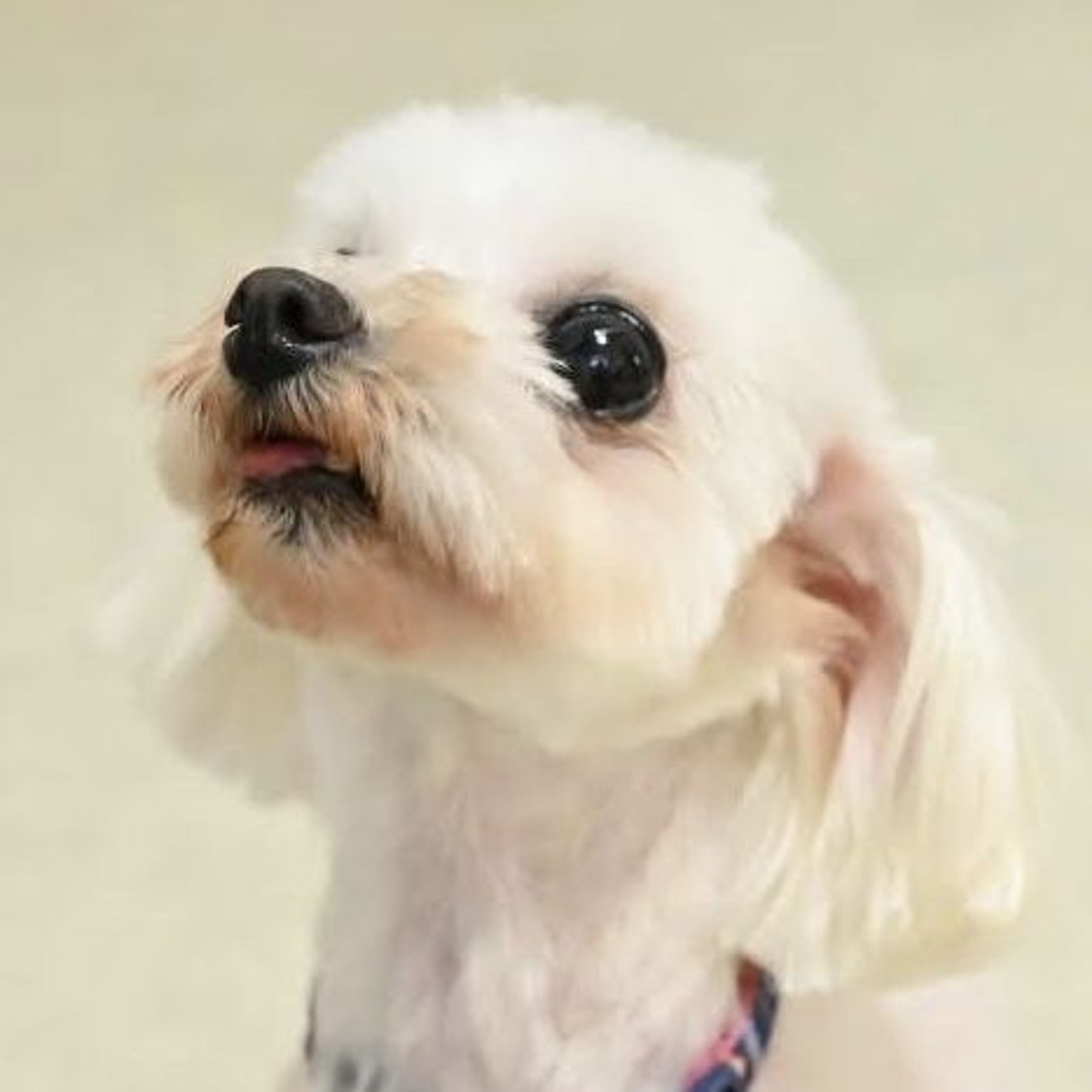 pet-image-7