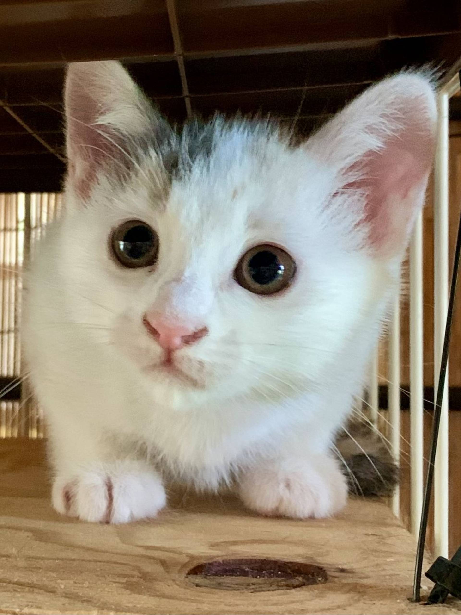 日本猫・メスの里親募集の写真