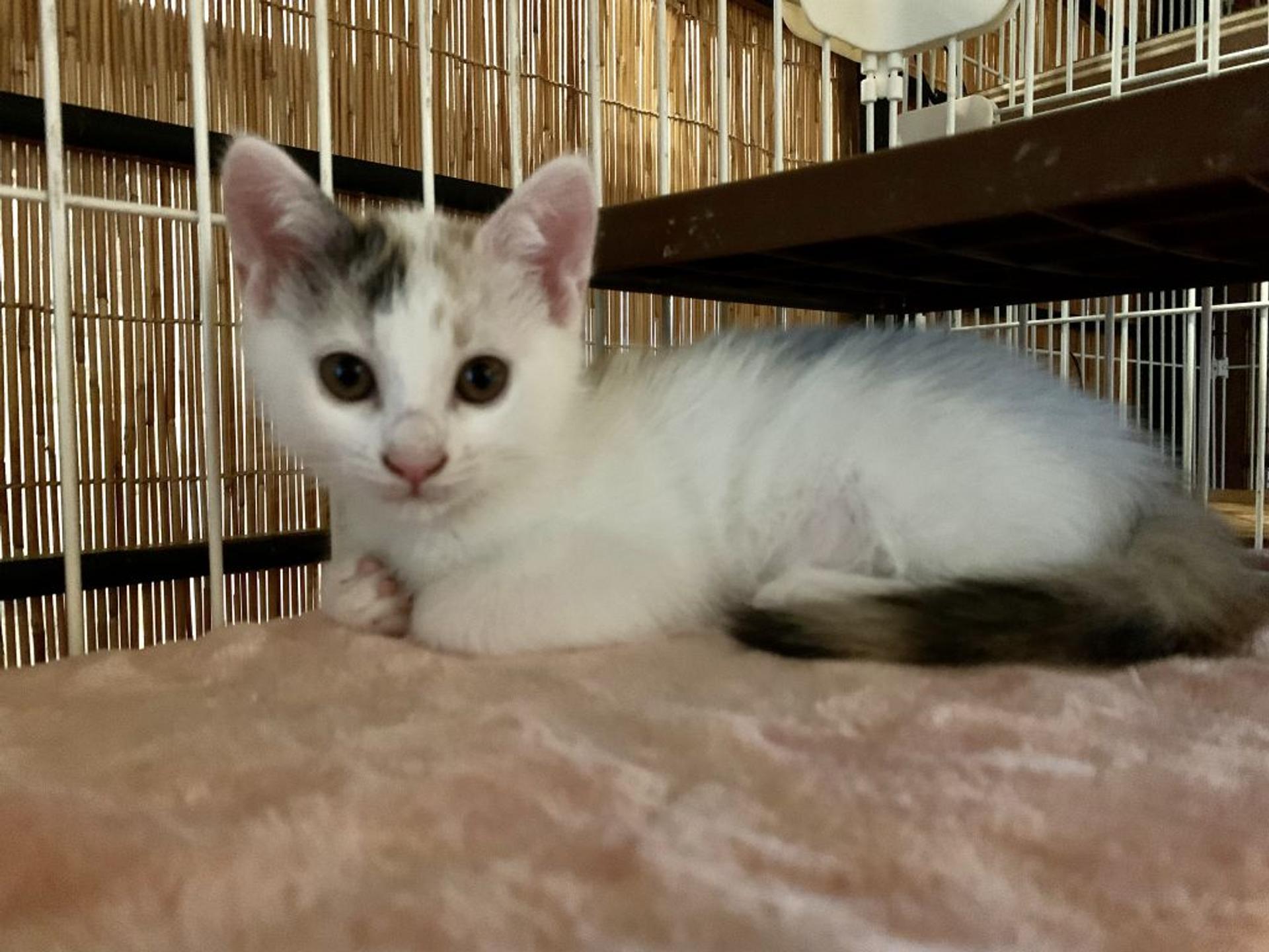 pet-image-2