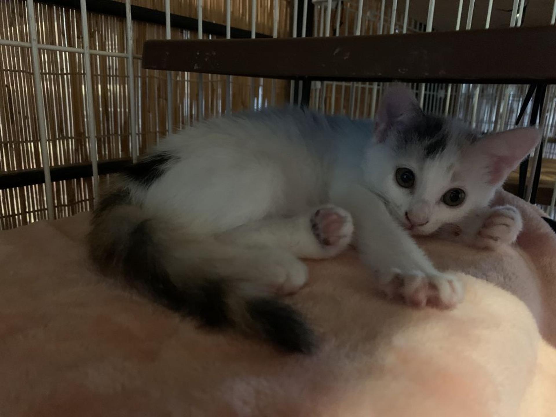 pet-image-5