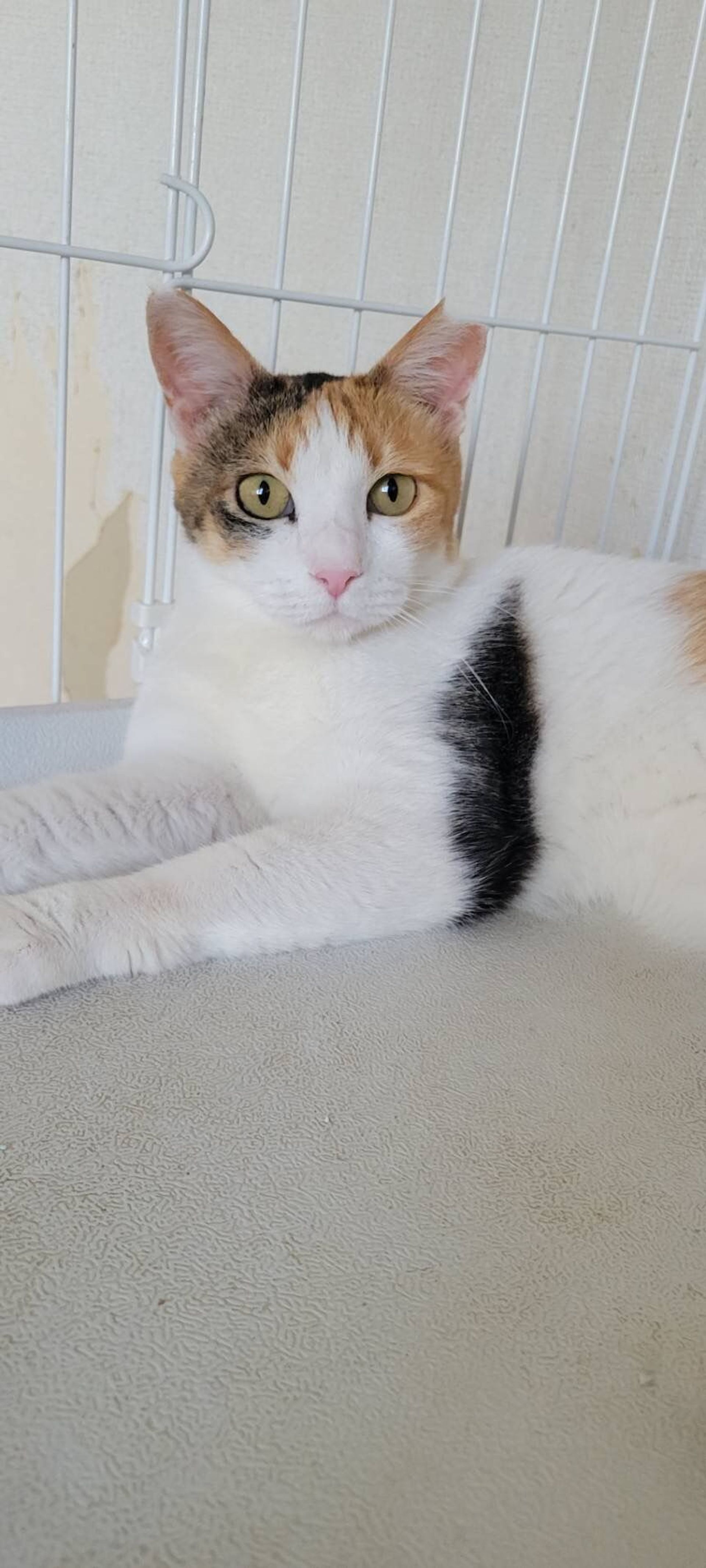 雑種（ミックス猫）・メスの里親募集の写真
