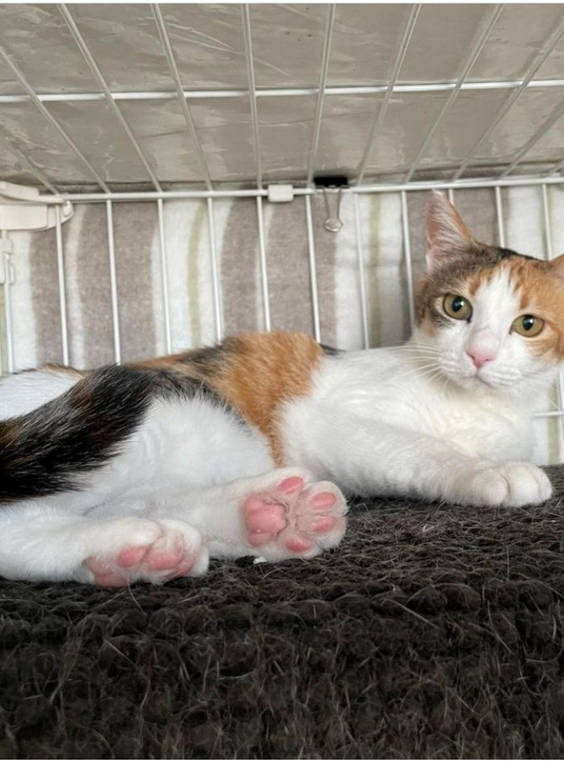 pet-image-3
