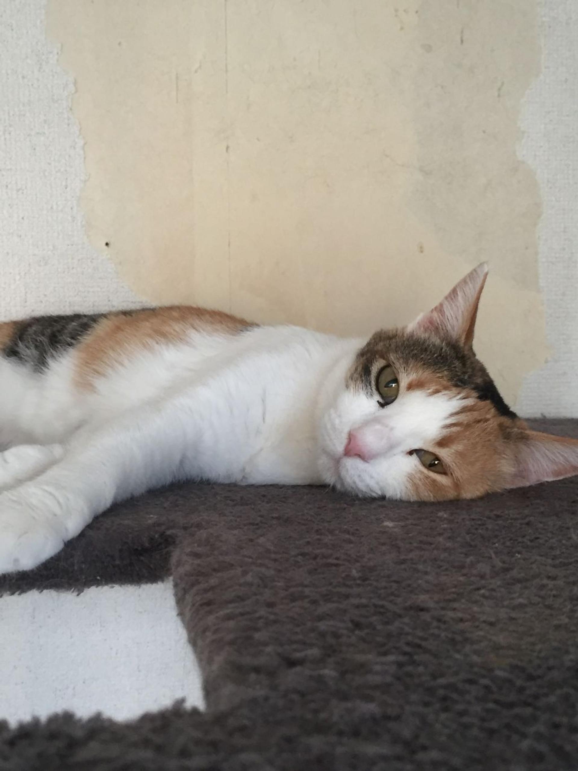 pet-image-4