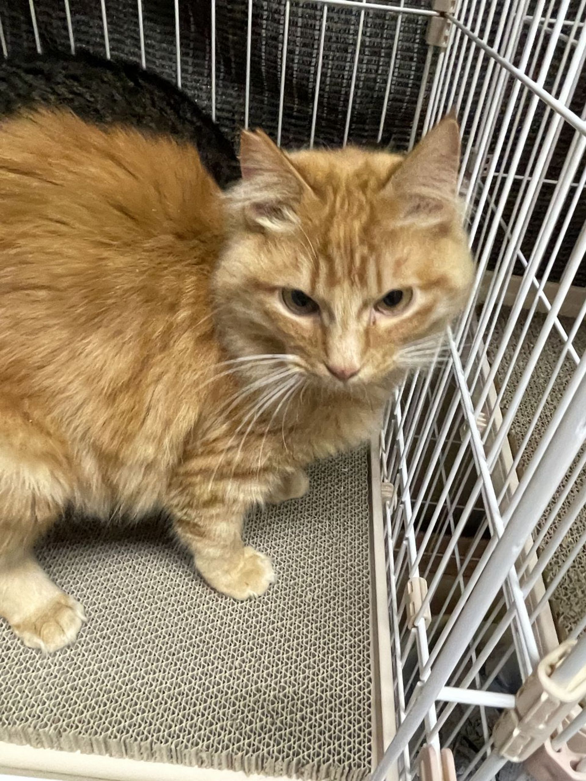 雑種（ミックス猫）・オスの里親募集の写真
