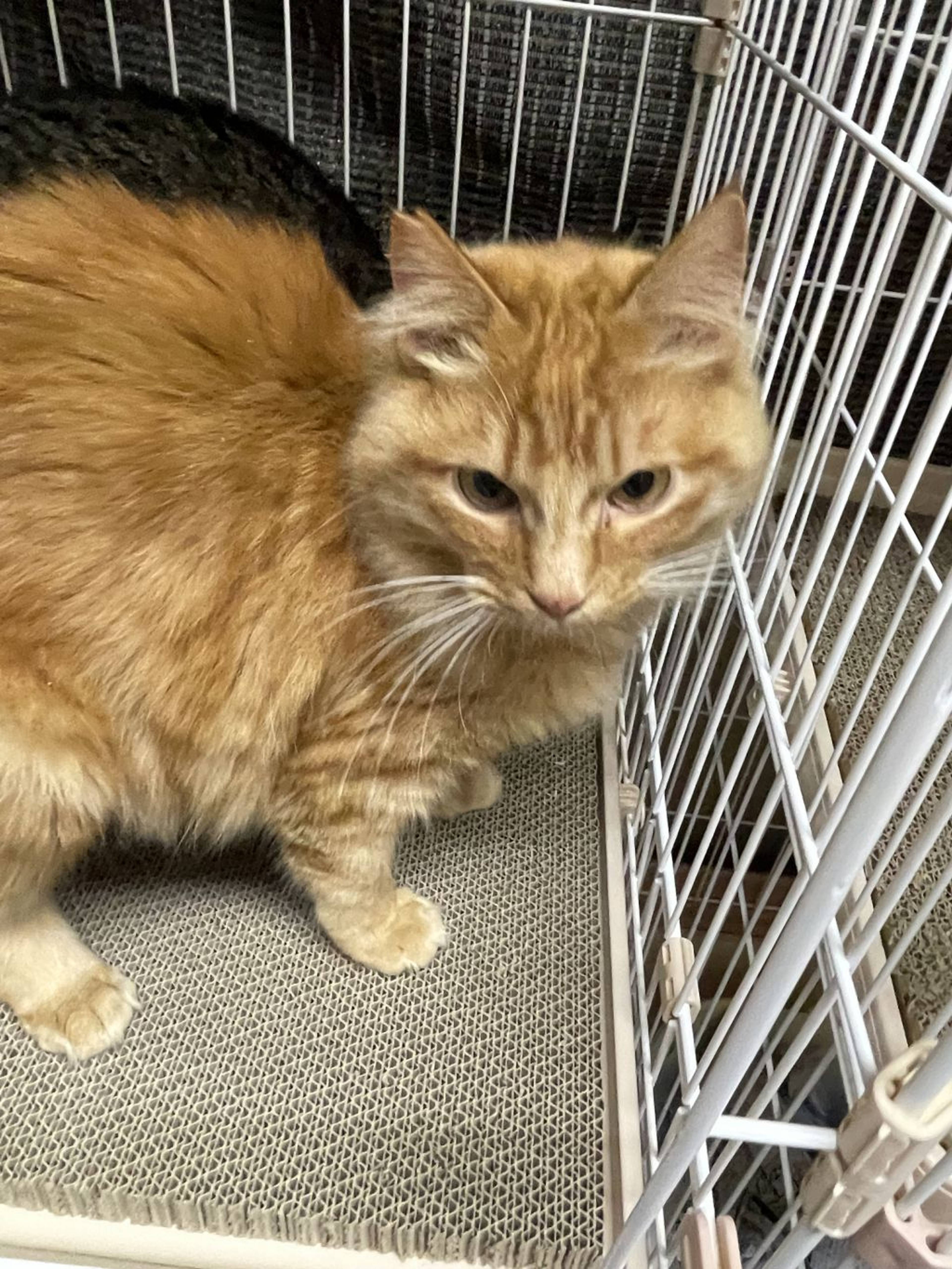 雑種（ミックス猫）・オスの里親募集の写真