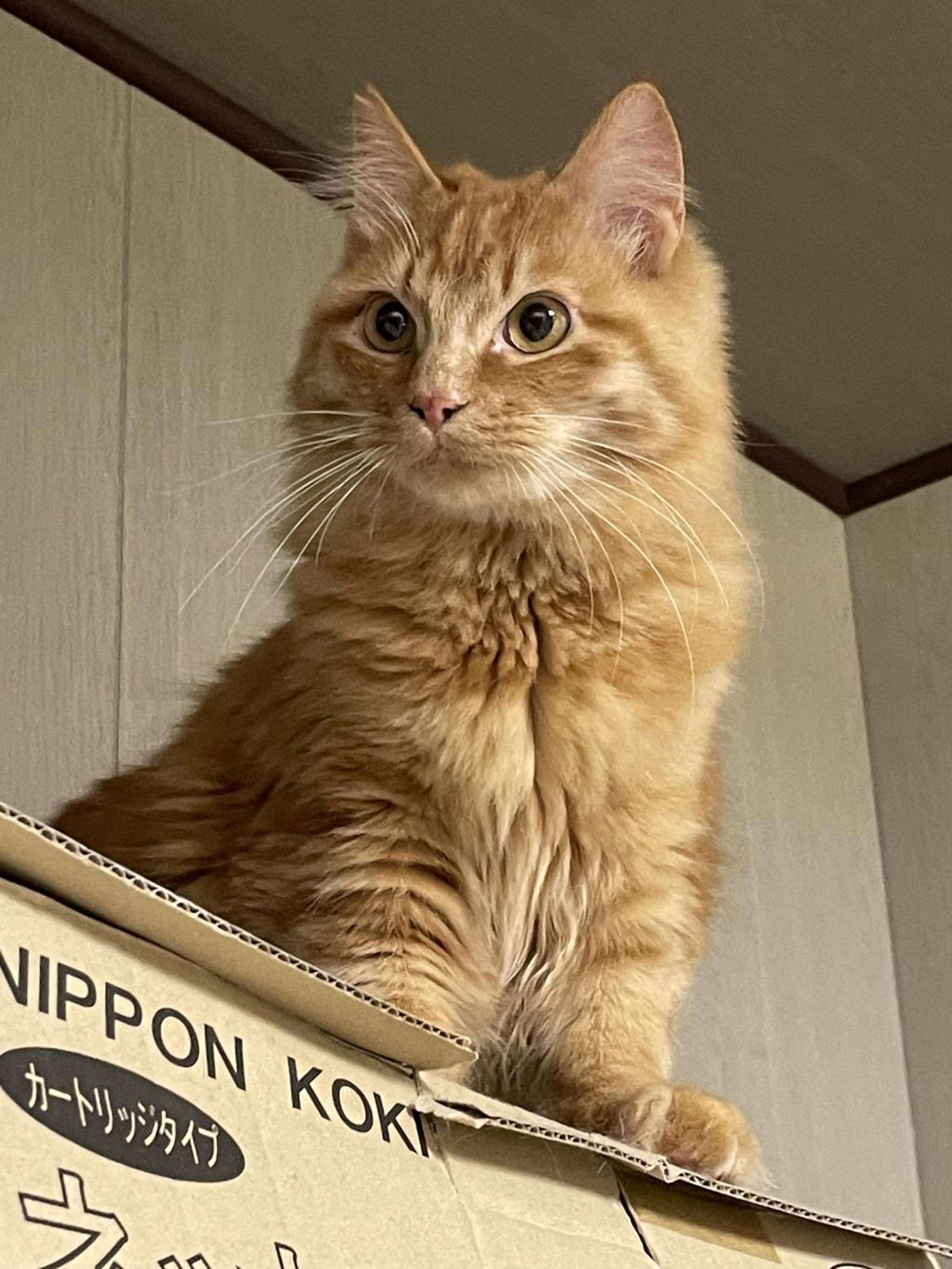 pet-image-3