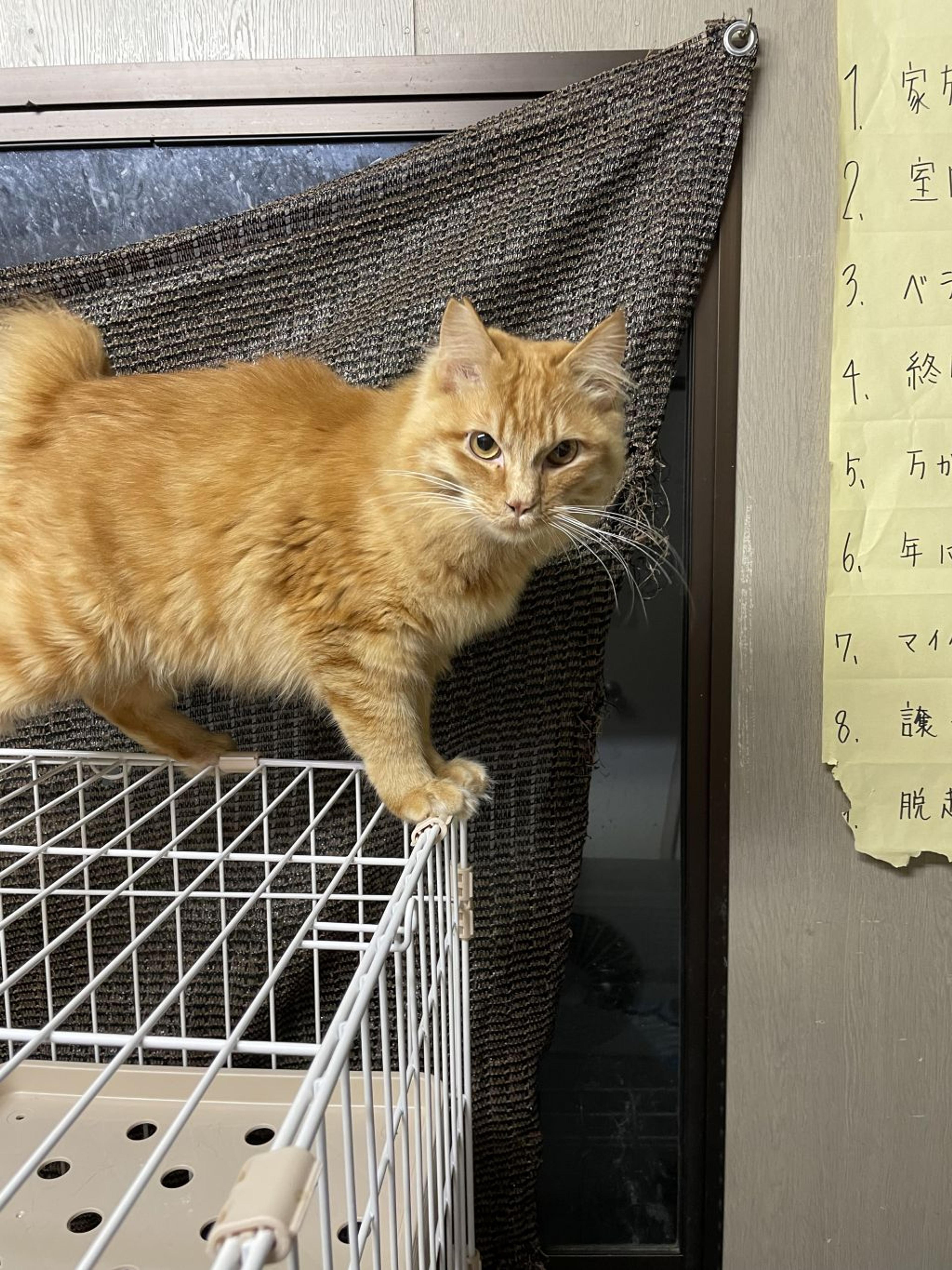 pet-image-4