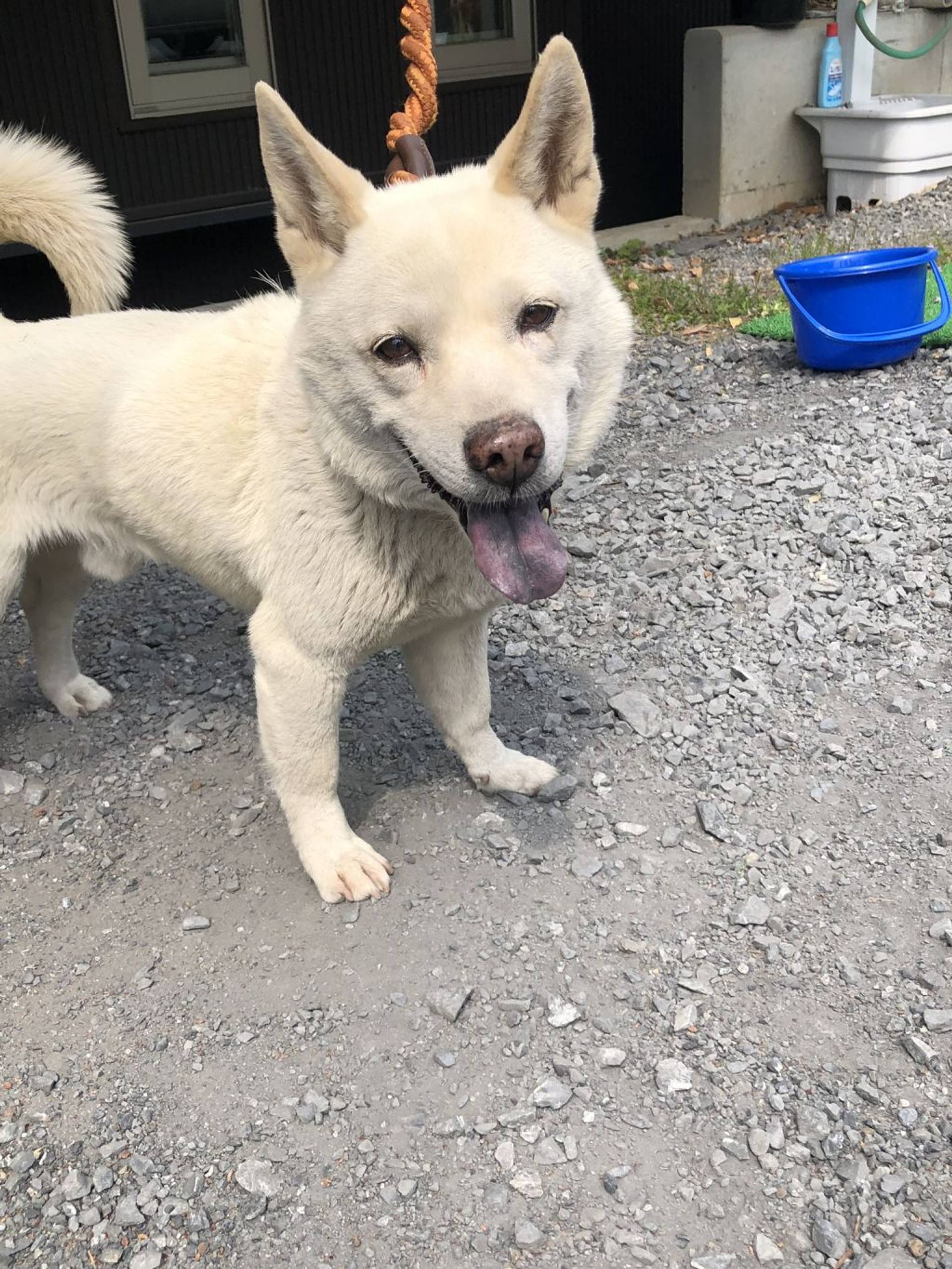 雑種（ミックス犬）・オスの里親募集の写真