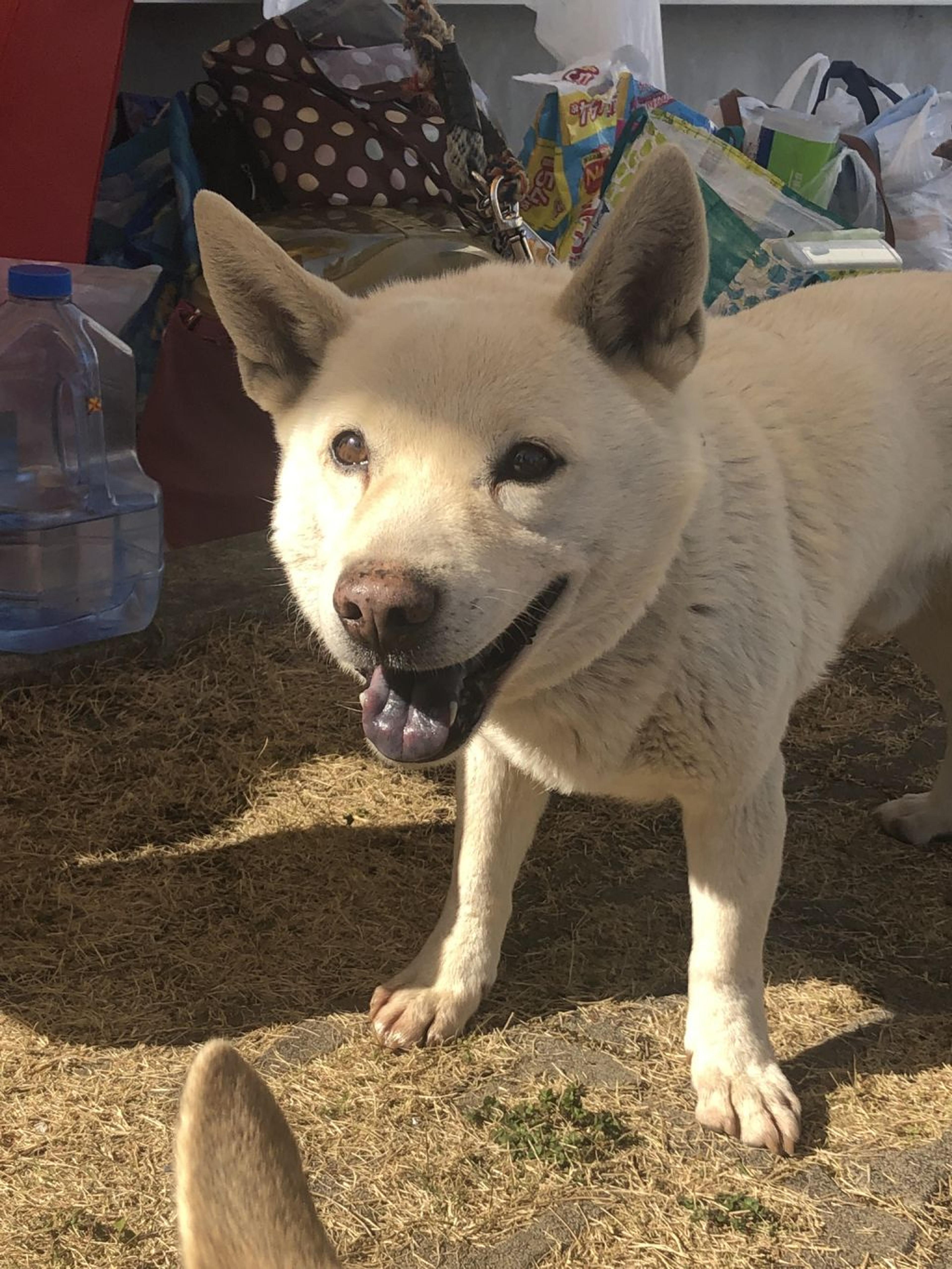 pet-image-2