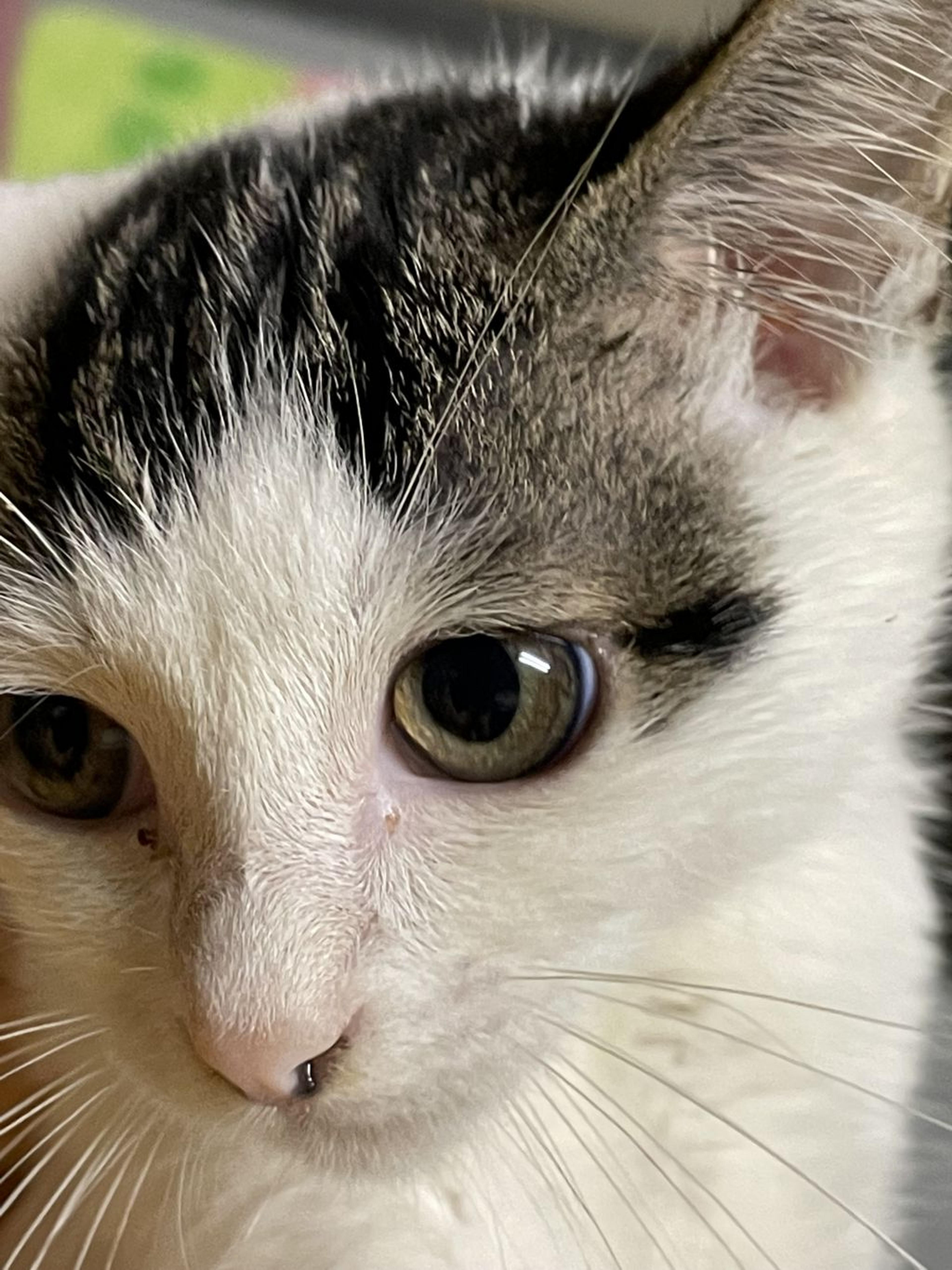 pet-image-3
