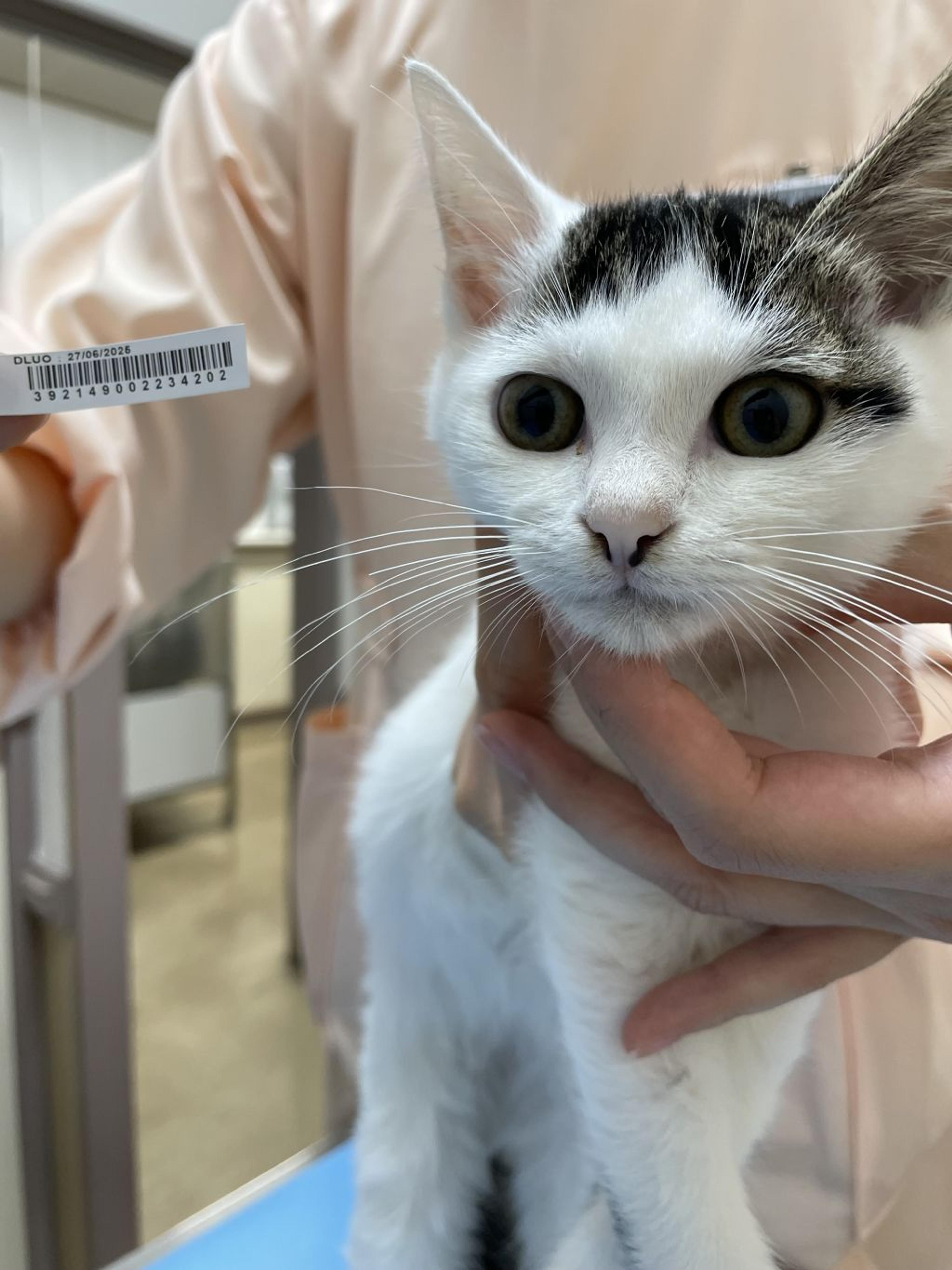 pet-image-5