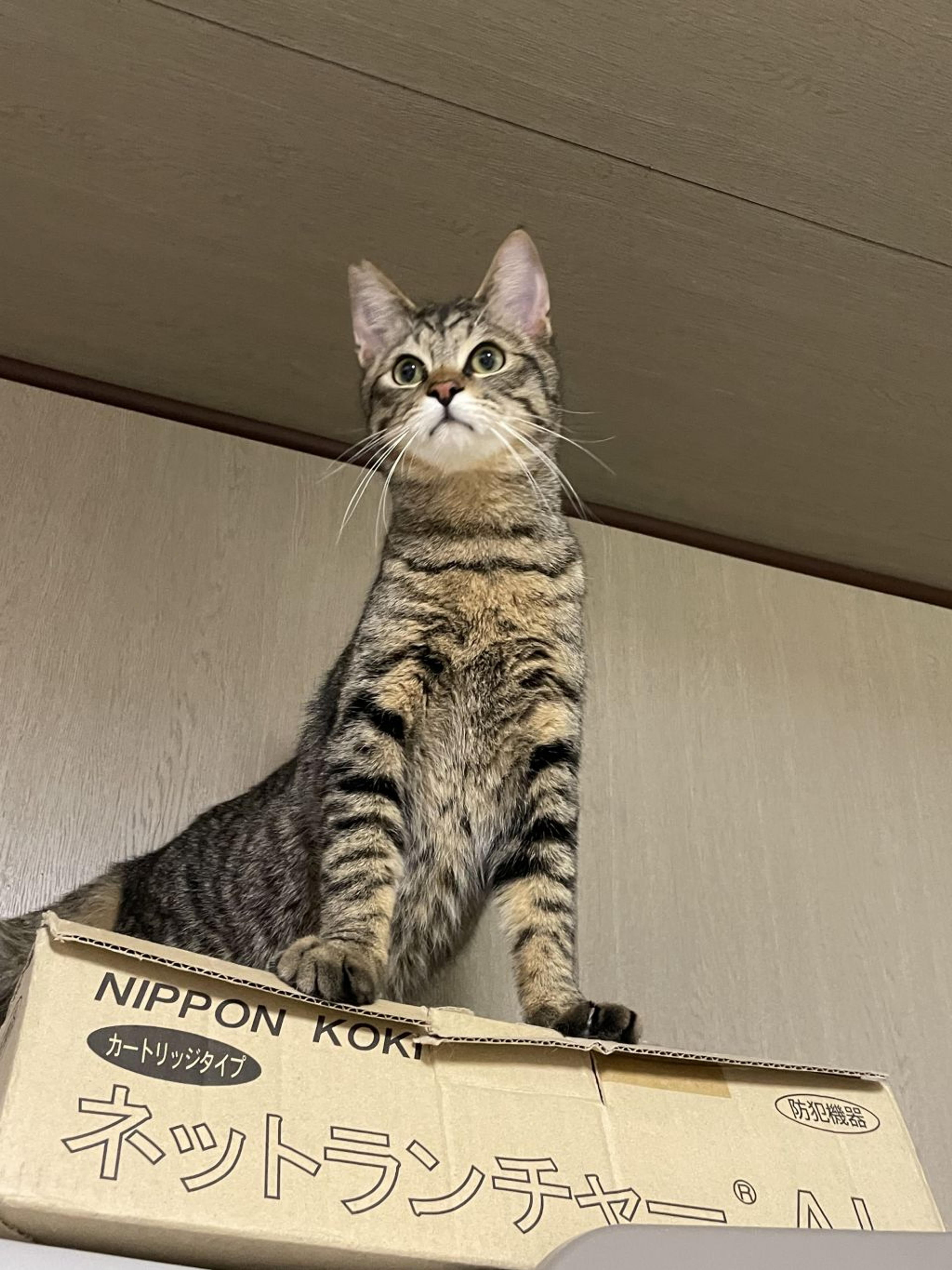 pet-image-3