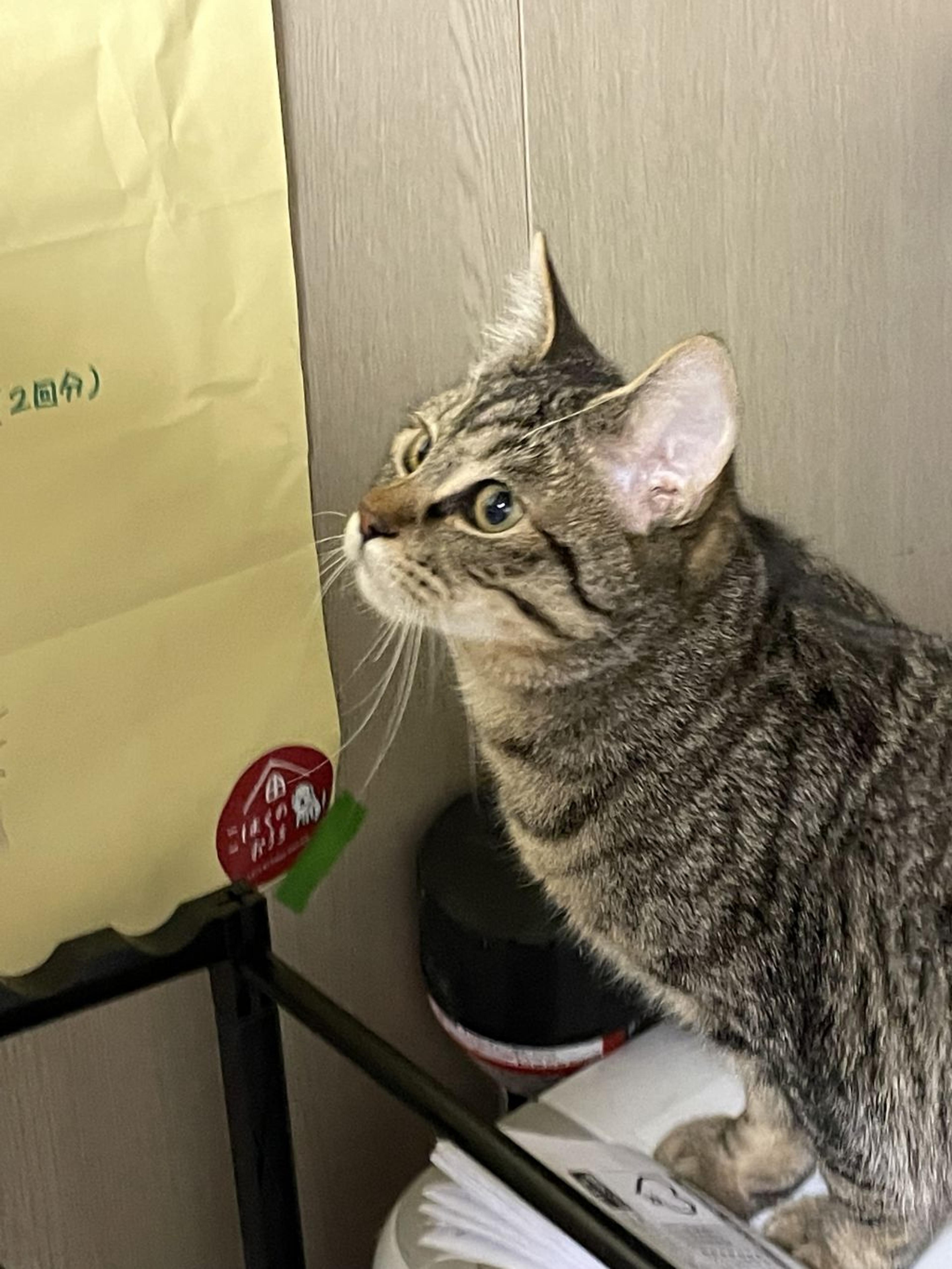 pet-image-4