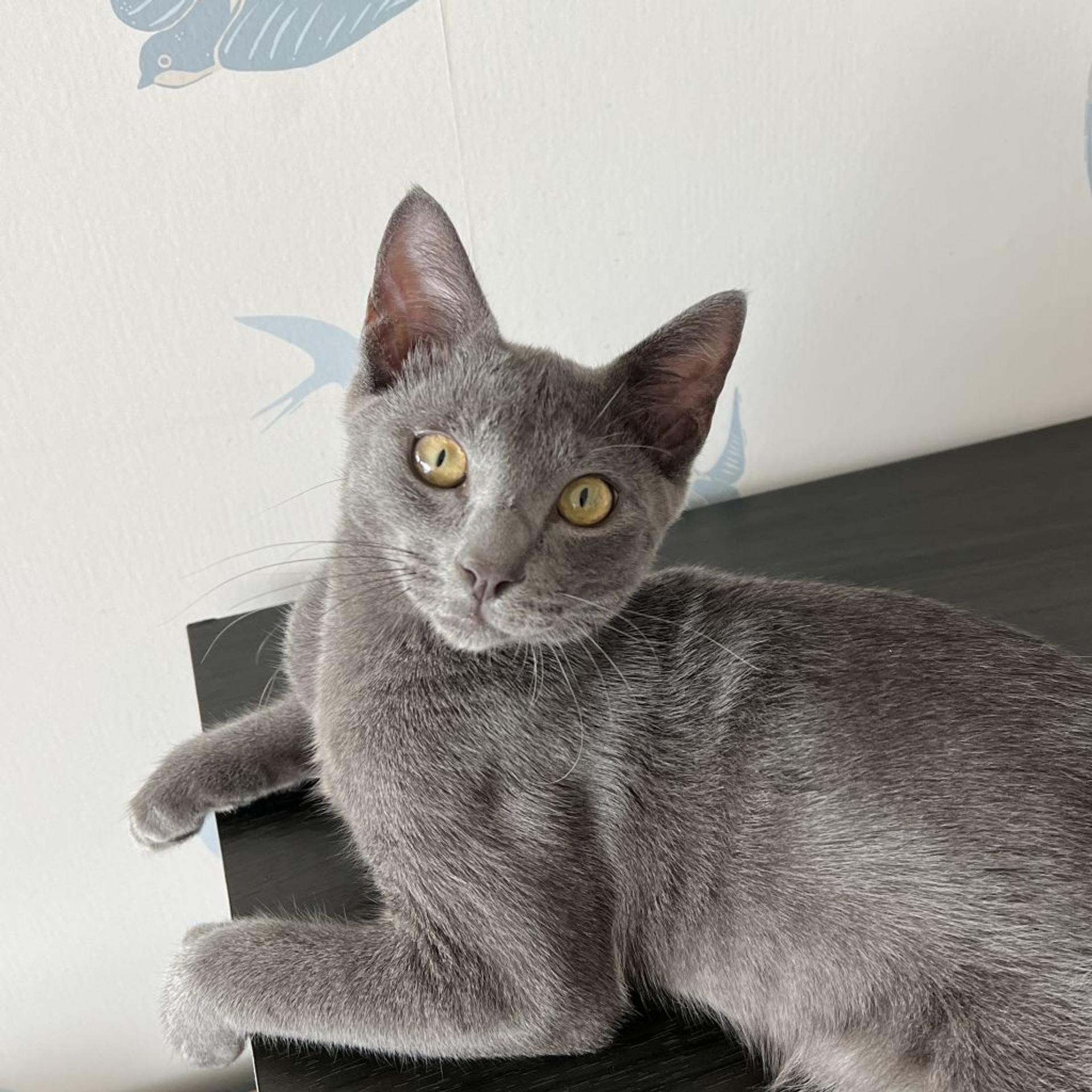 pet-image-3