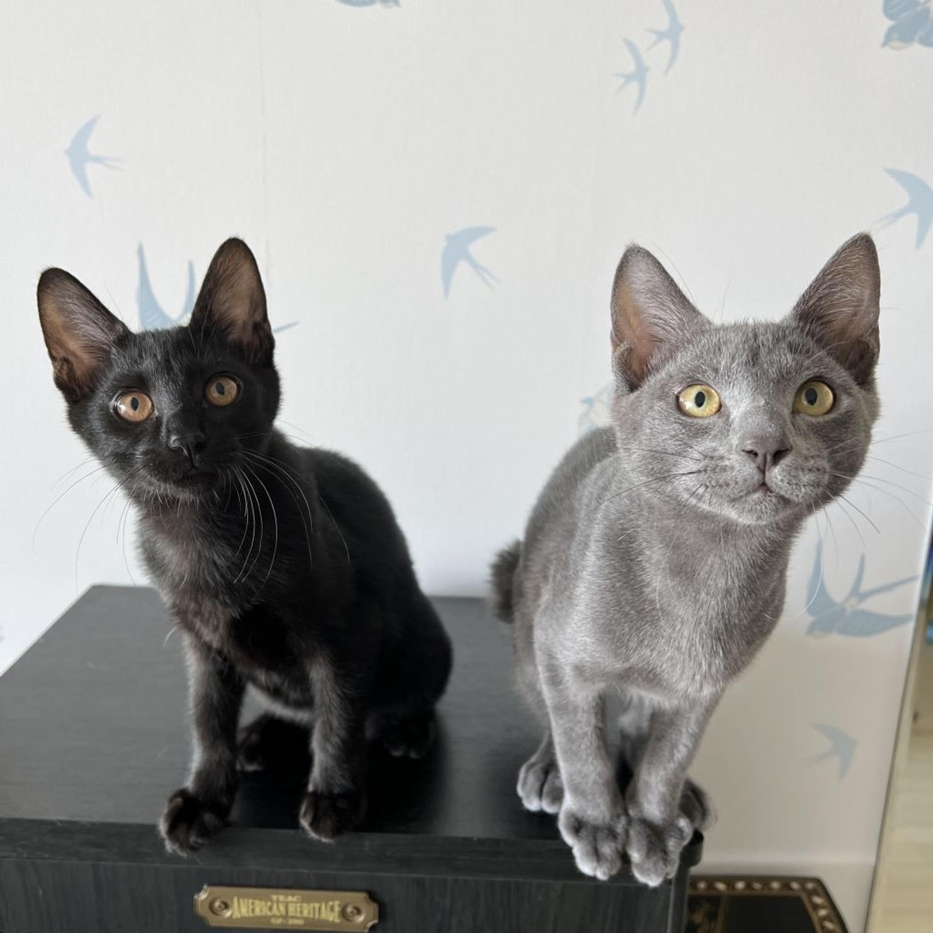 pet-image-4