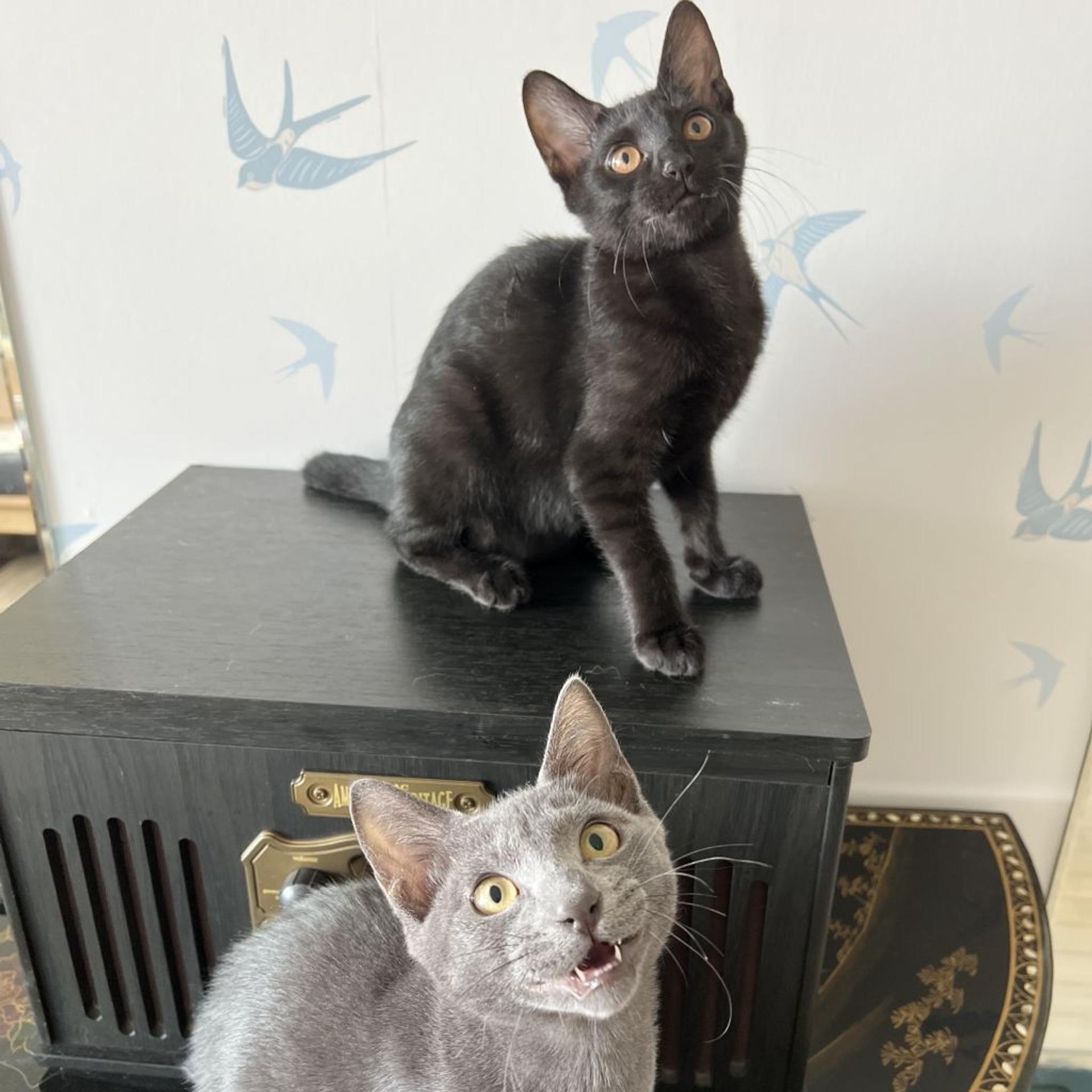 pet-image-5