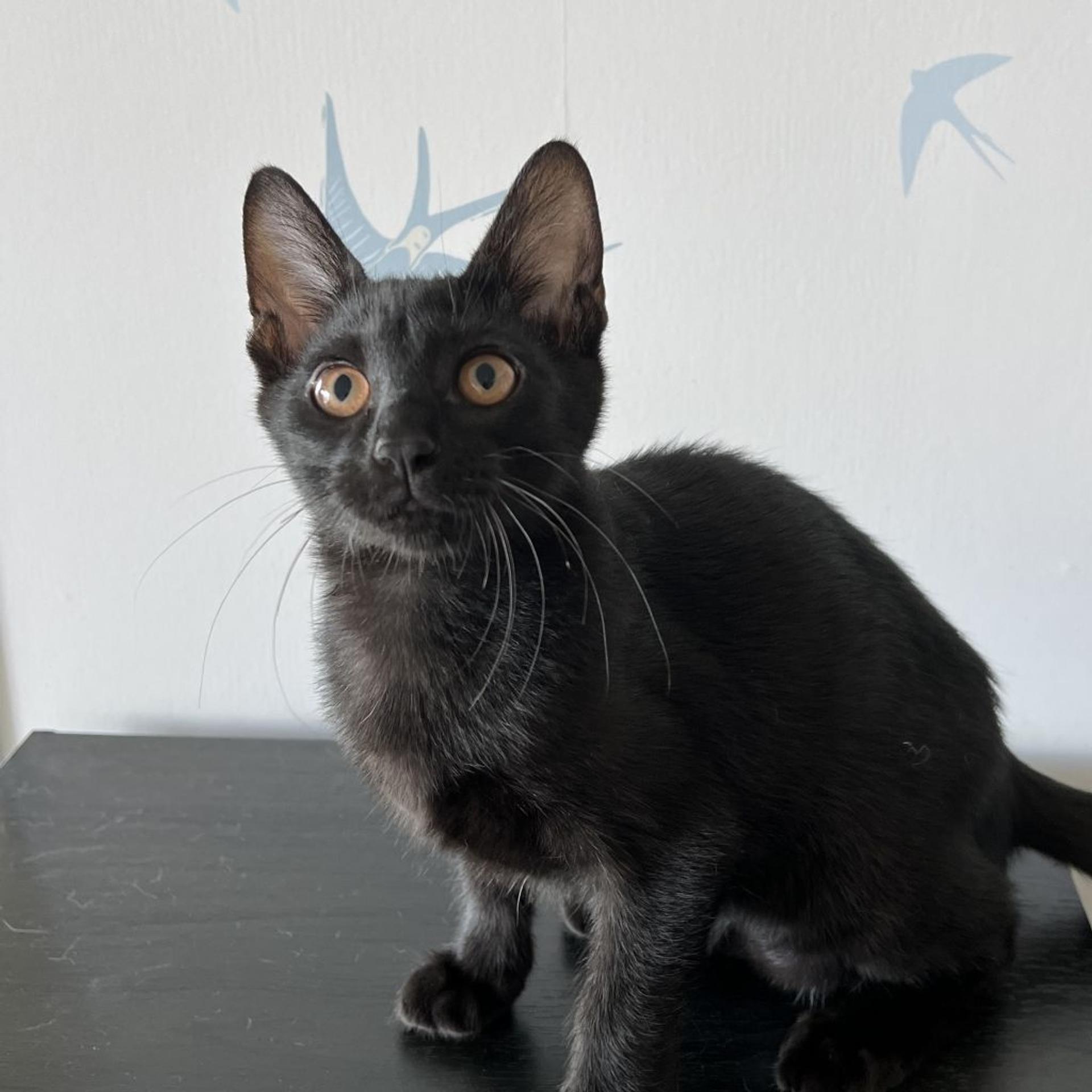 pet-image-7