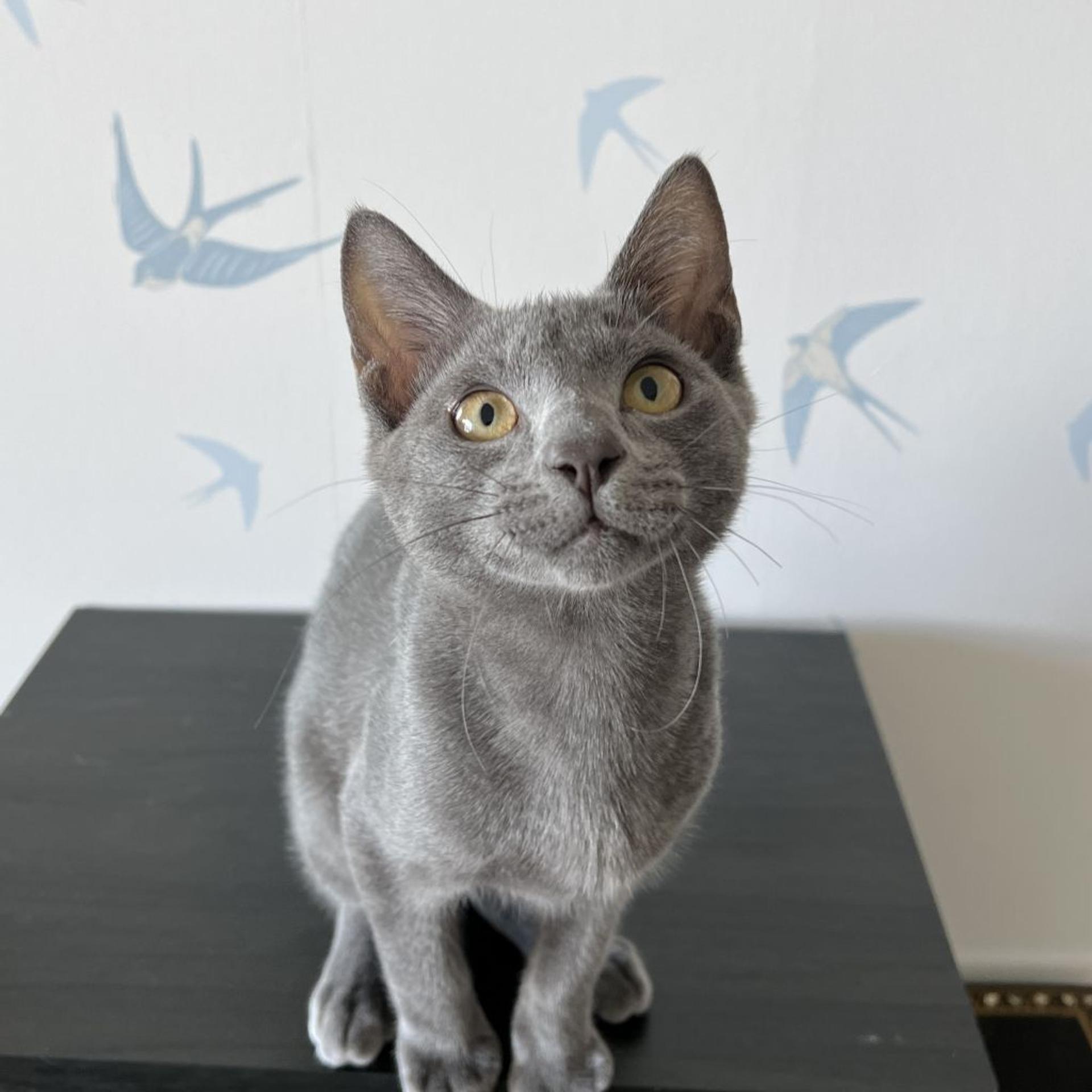 pet-image-8
