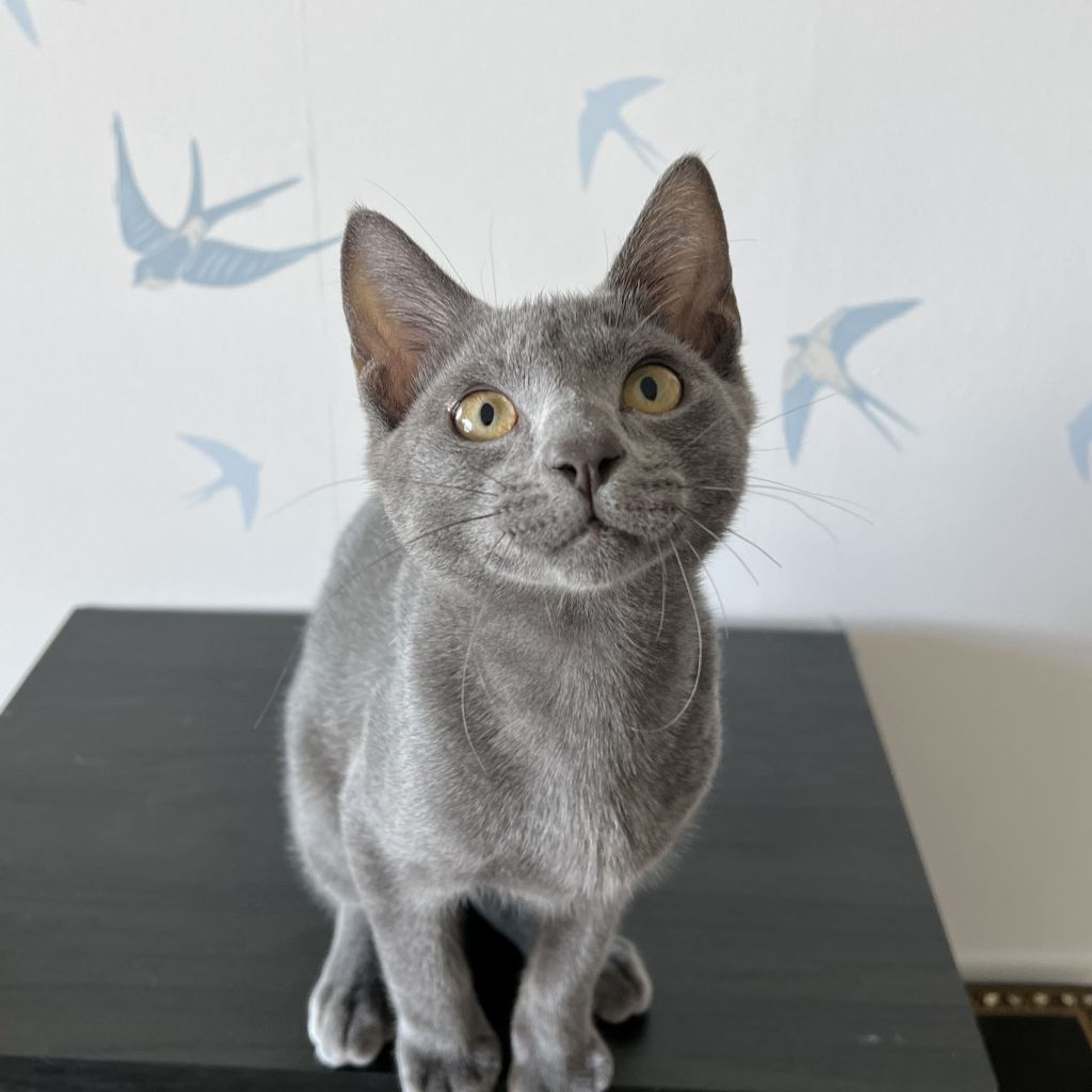 pet-image-8