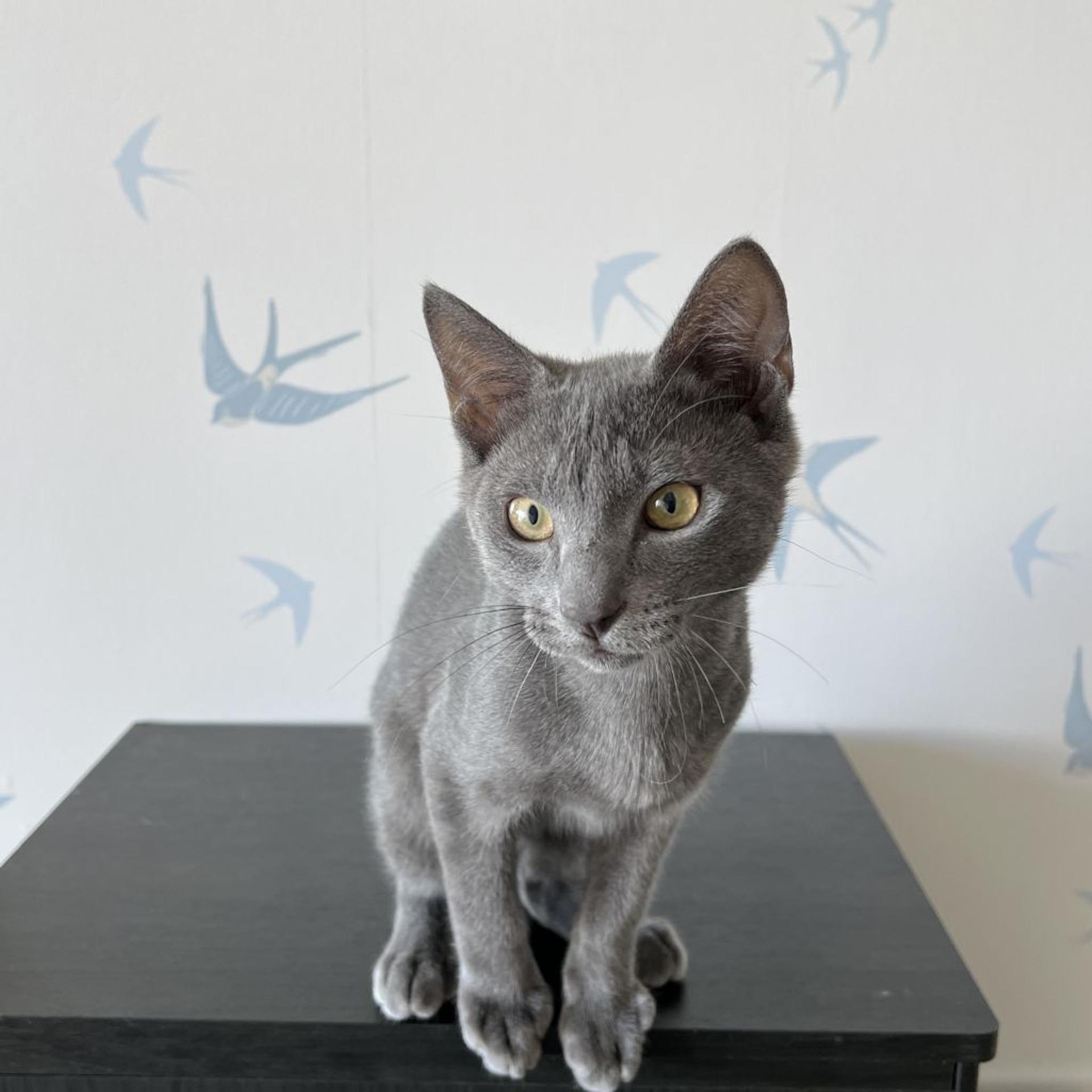 pet-image-9