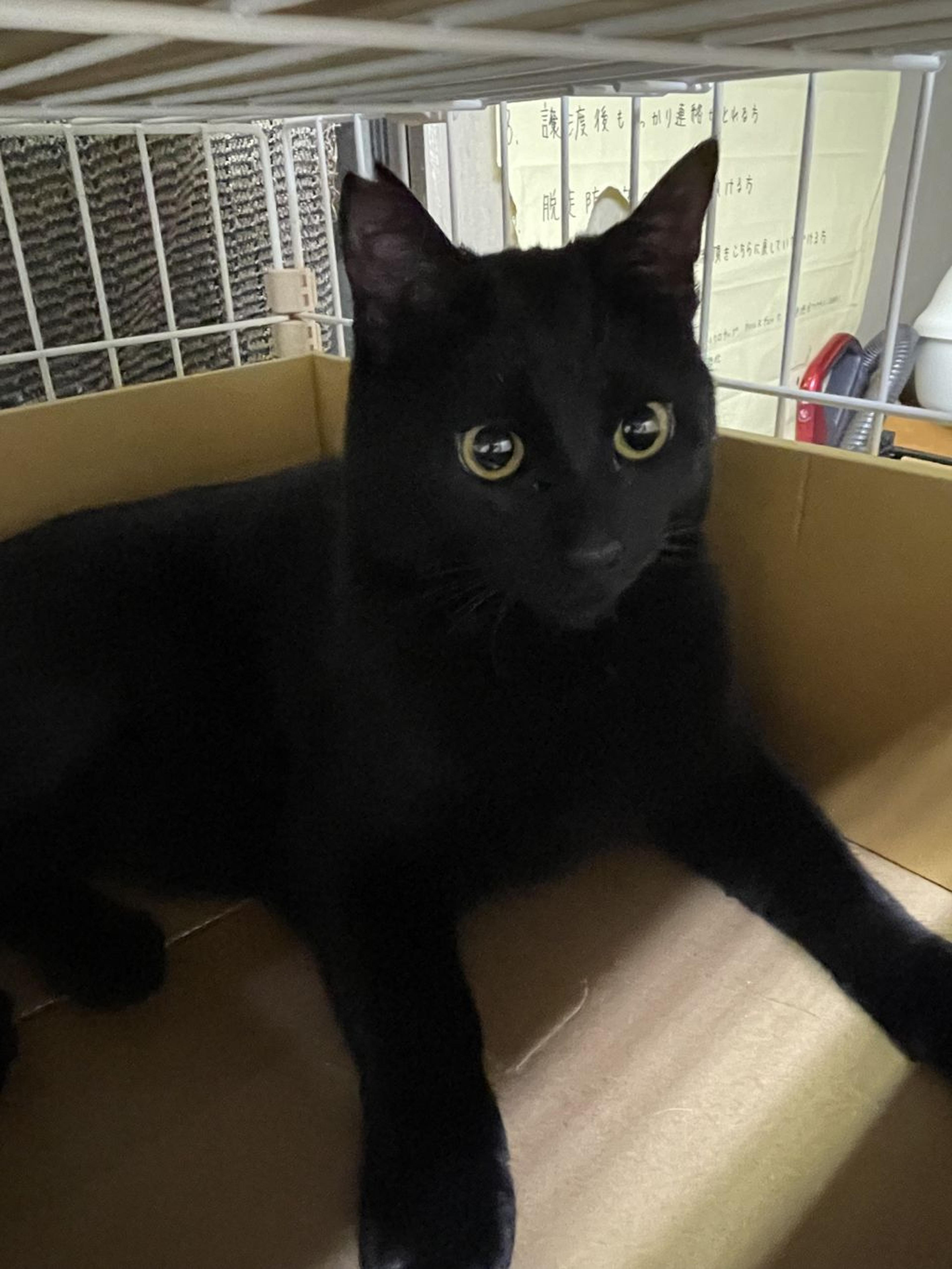 pet-image-4