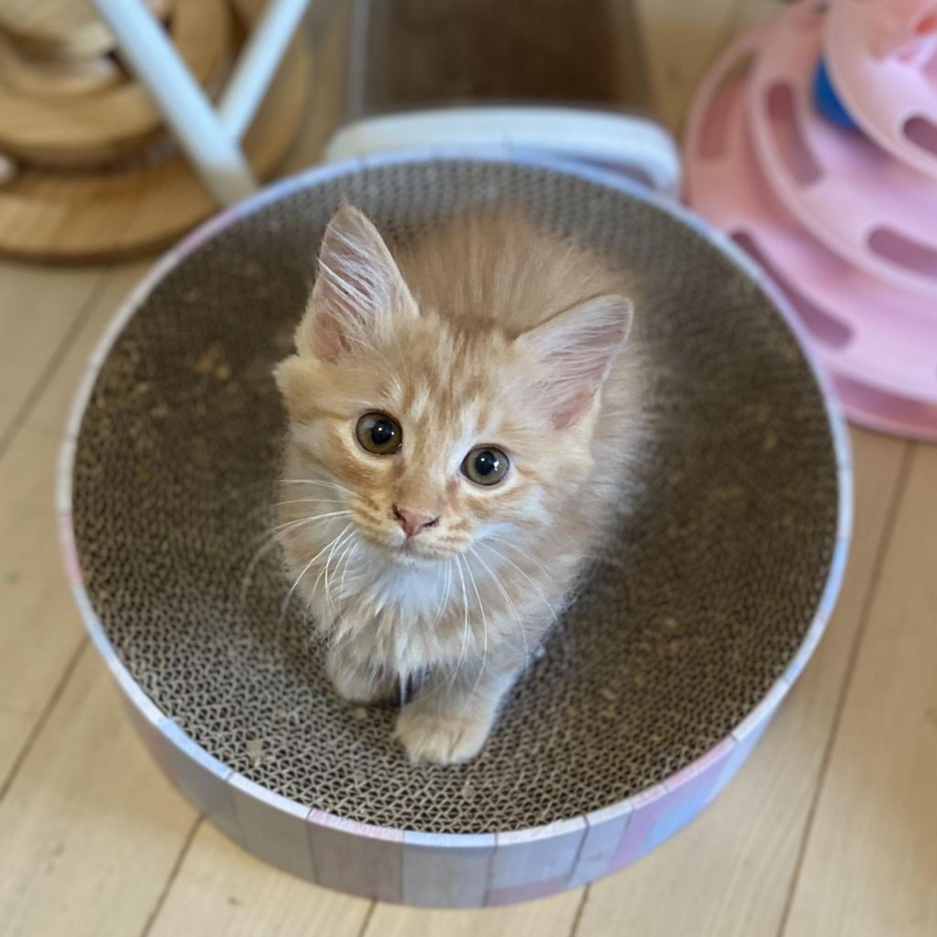 pet-image-3