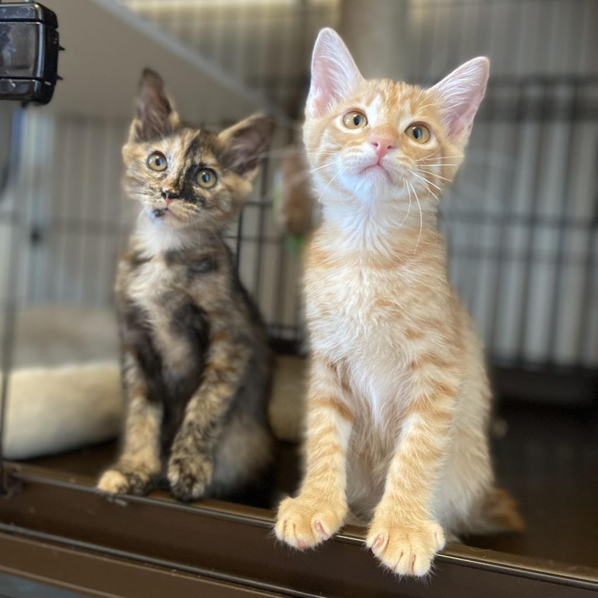pet-image-4