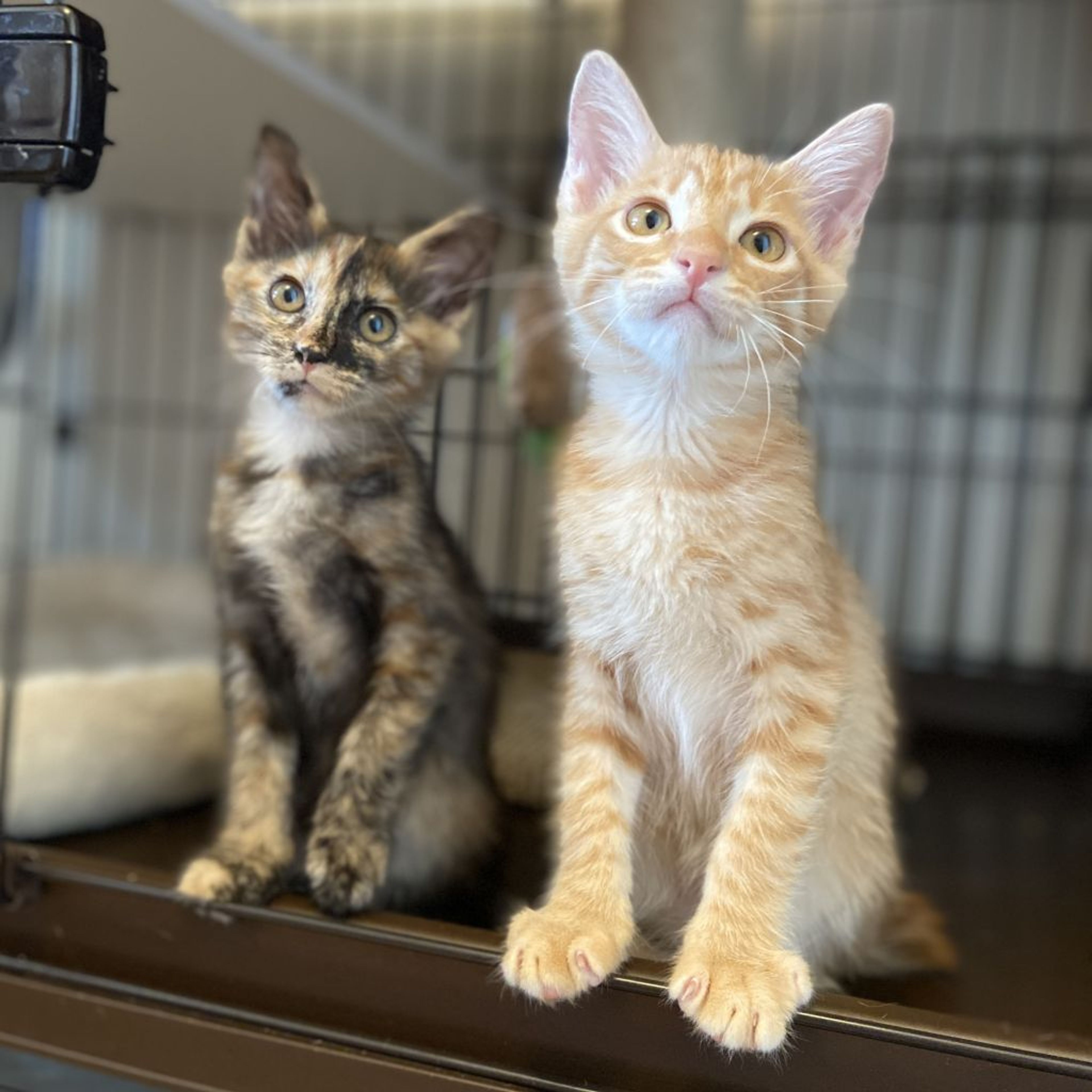 pet-image-4
