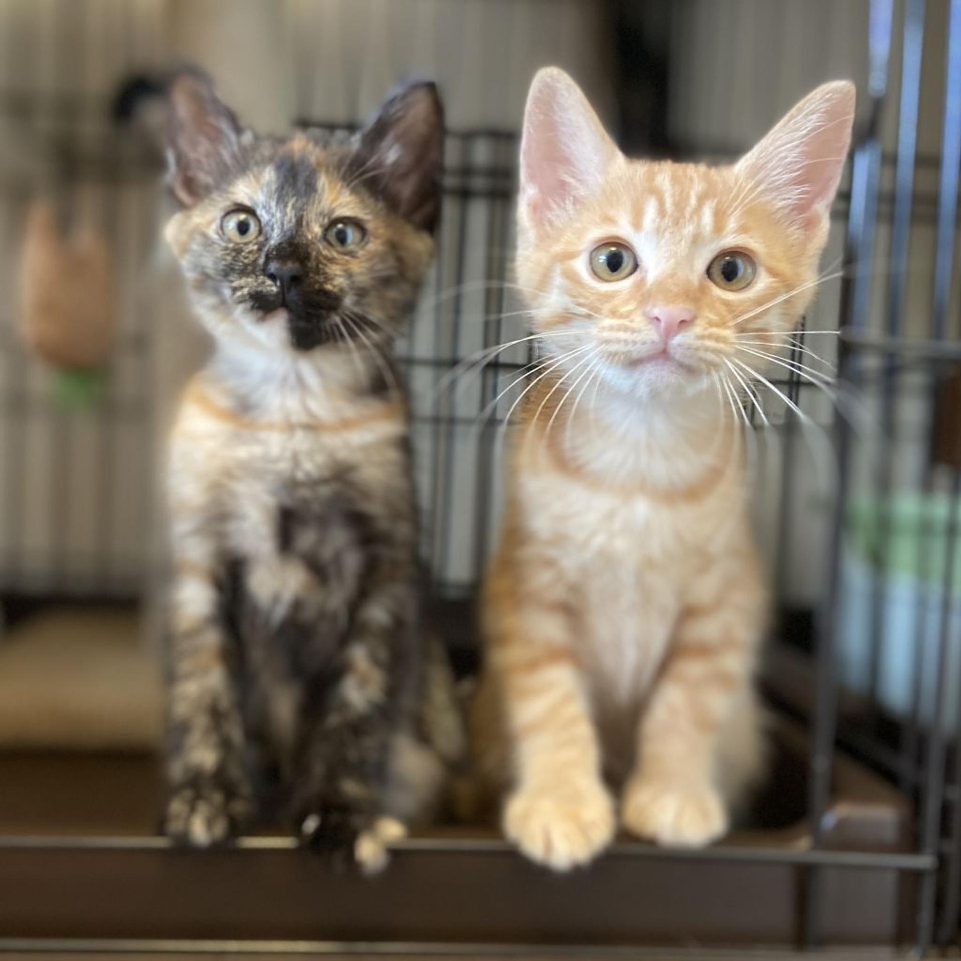 pet-image-5
