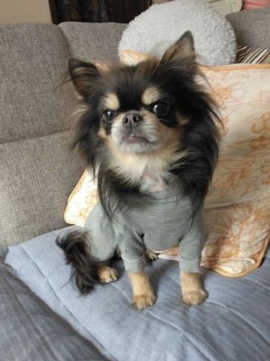 ニコの写真