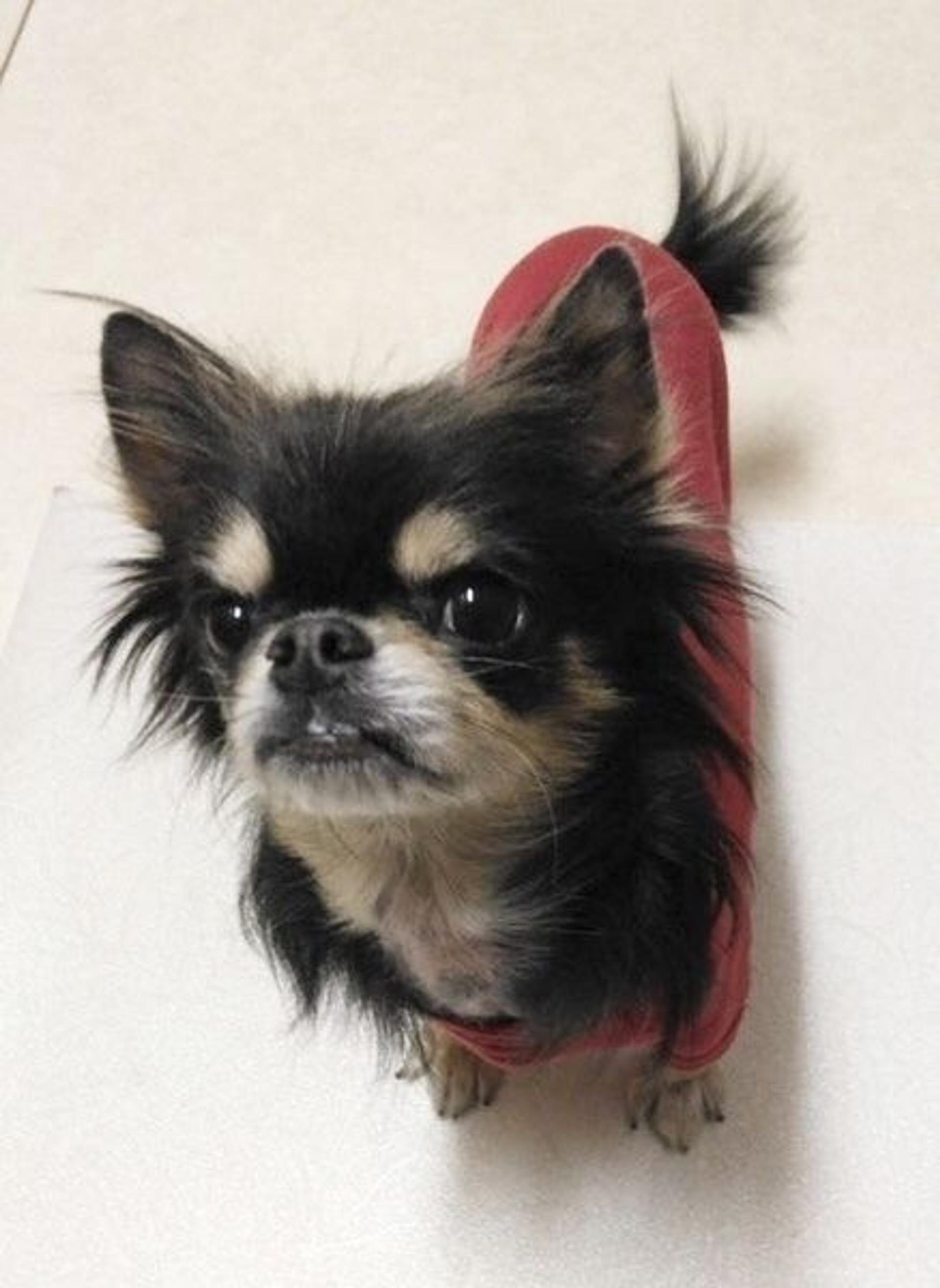 pet-image-3