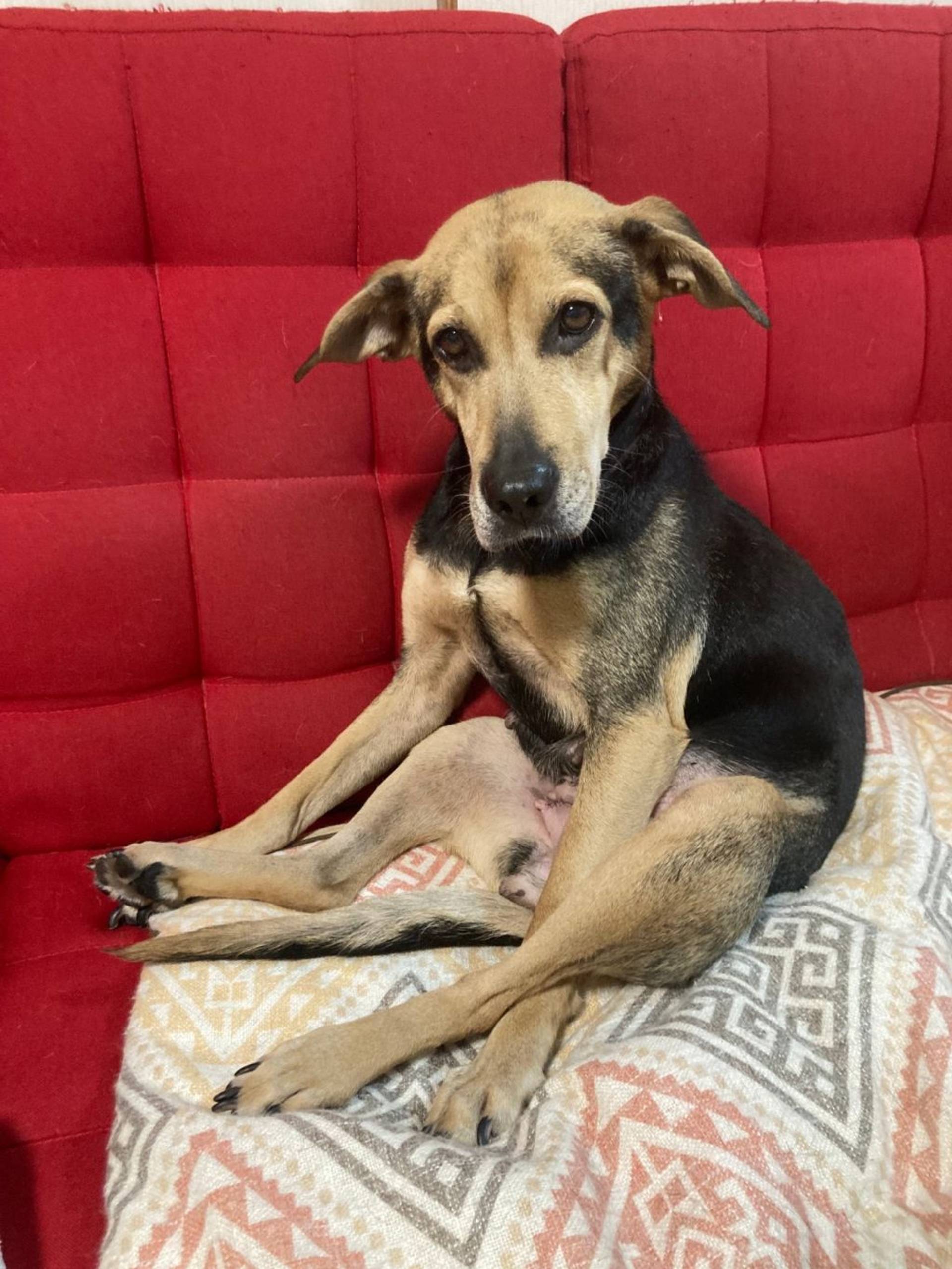 雑種（ミックス犬）・メスの里親募集の写真