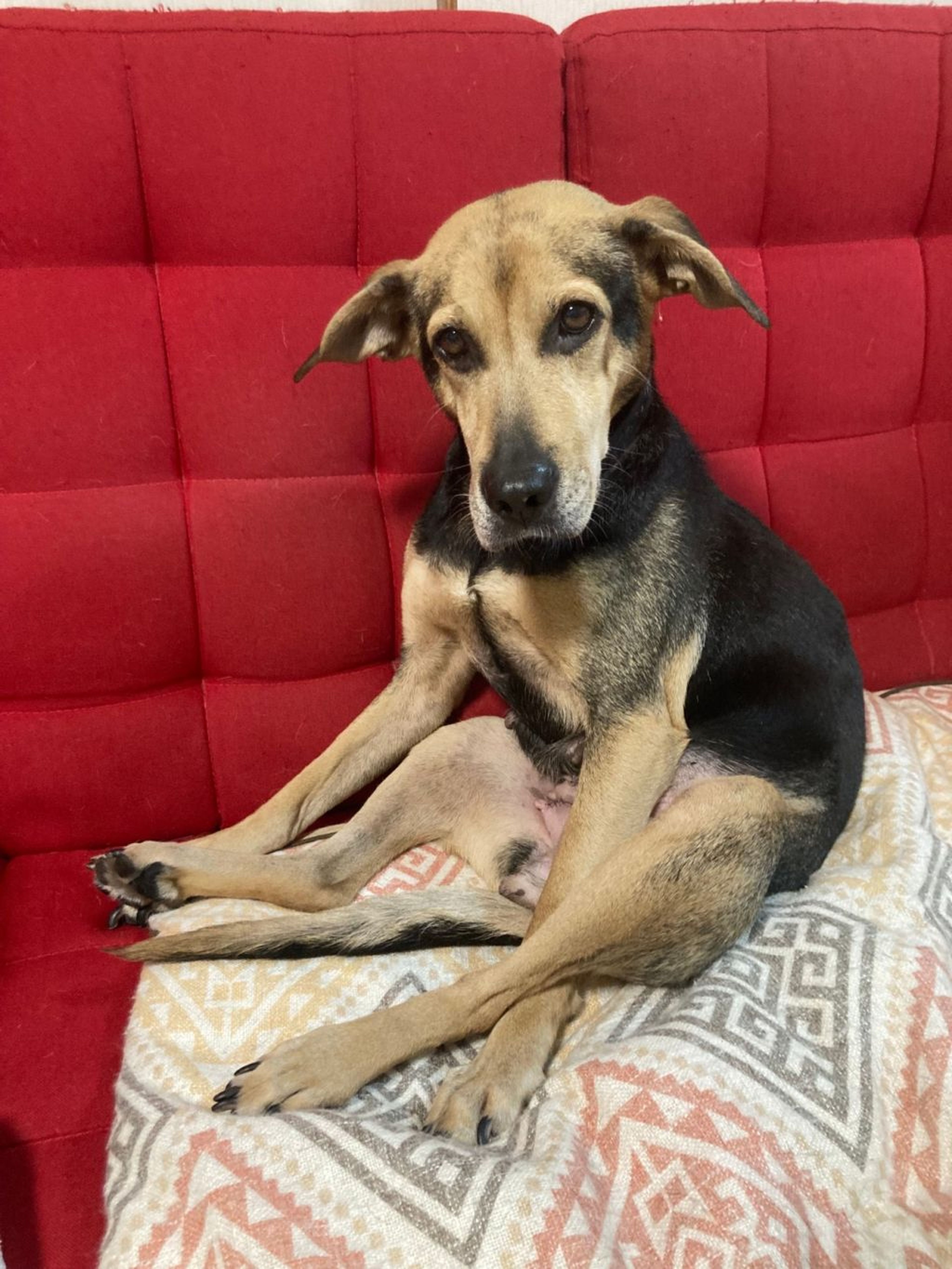 雑種（ミックス犬）・メスの里親募集の写真