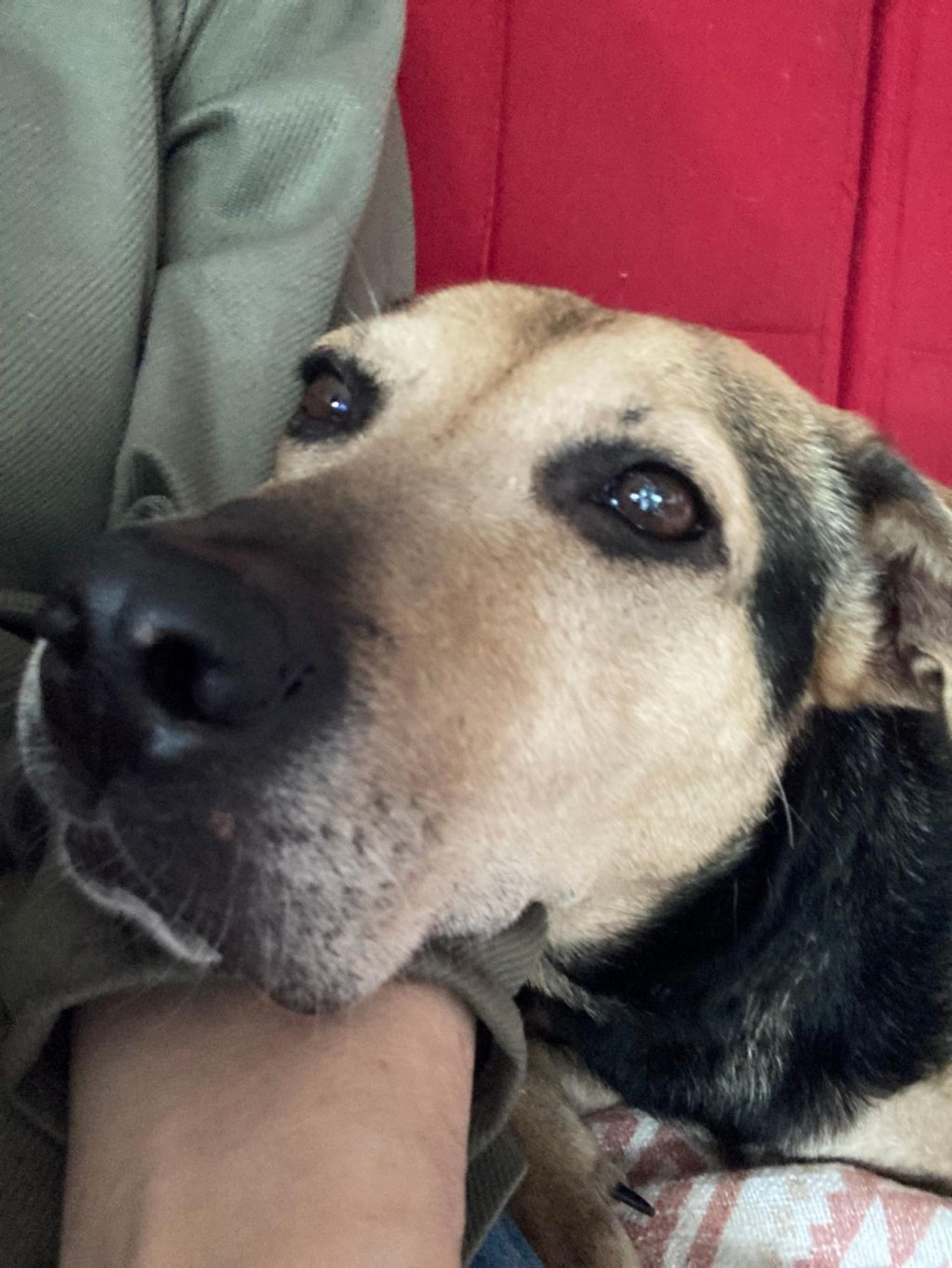 pet-image-8