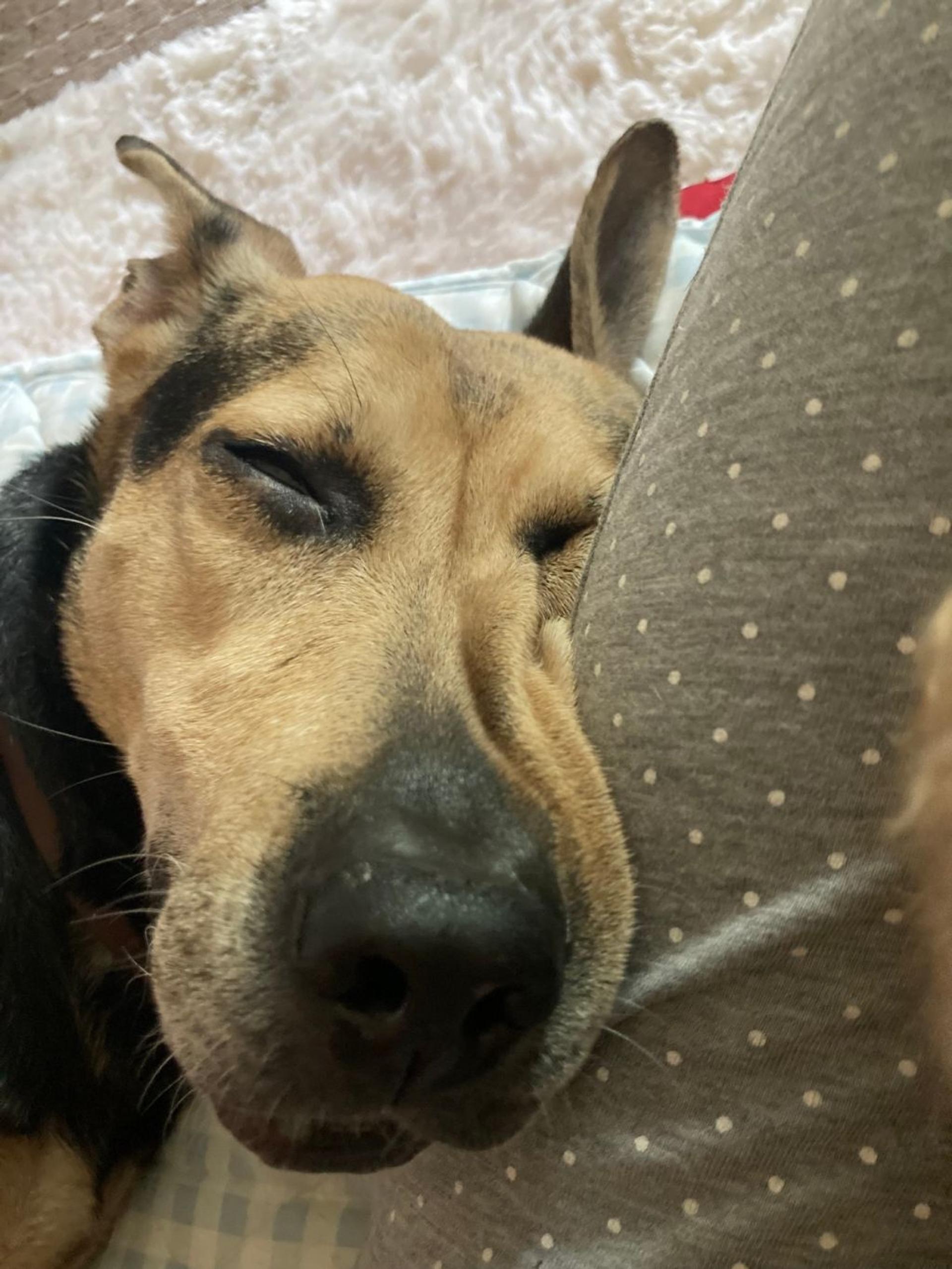 pet-image-9