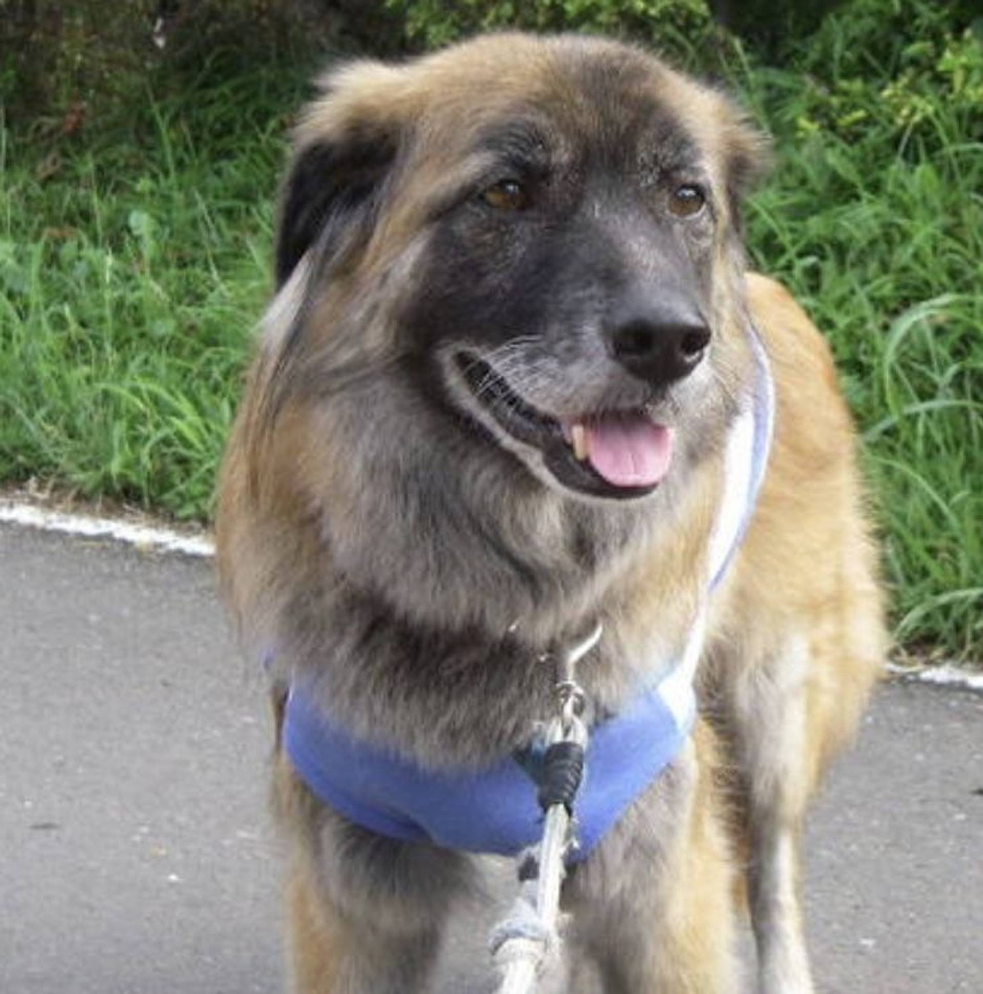 雑種（ミックス犬）・オスの里親募集の写真
