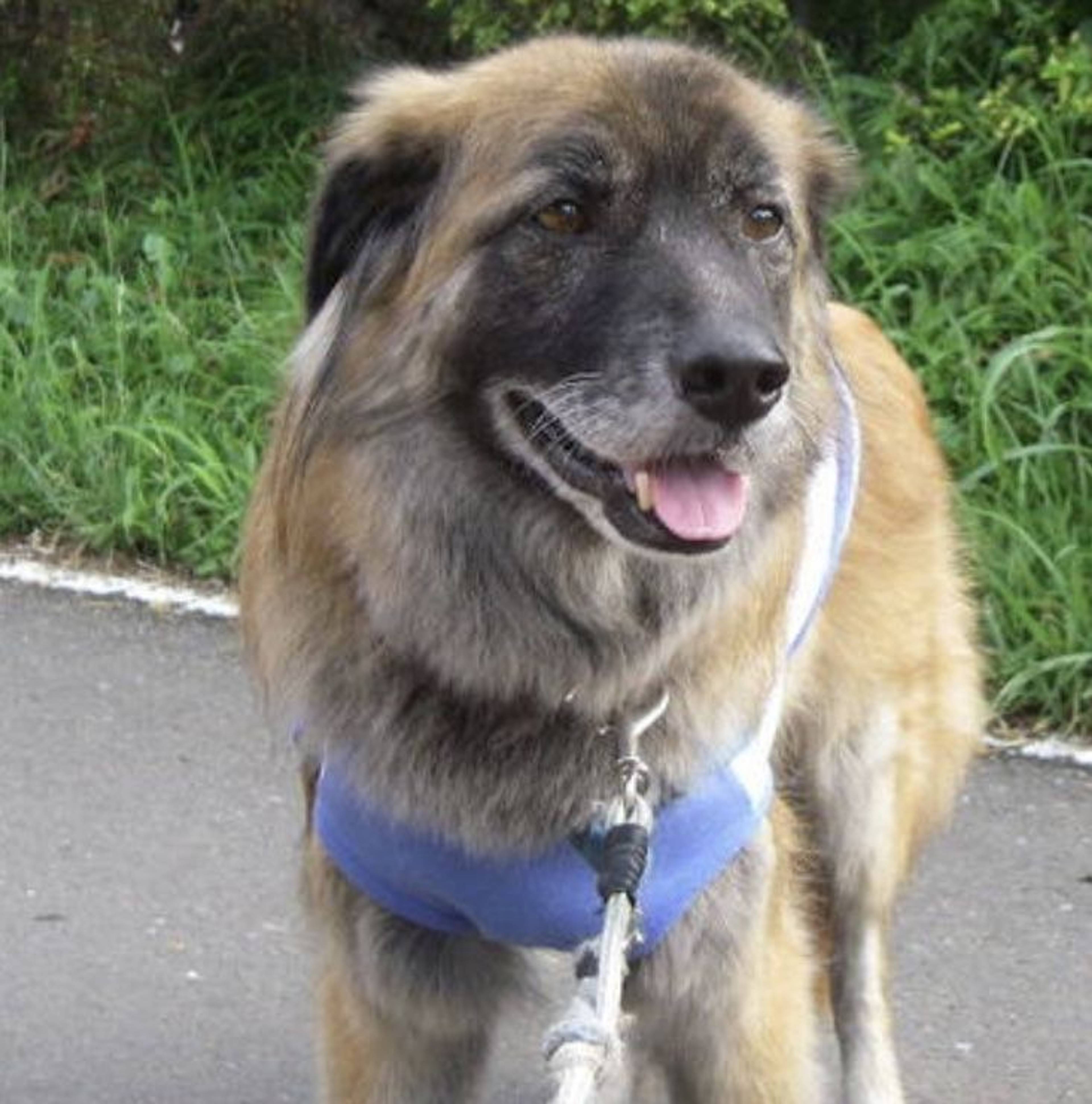 雑種（ミックス犬）・オスの里親募集の写真