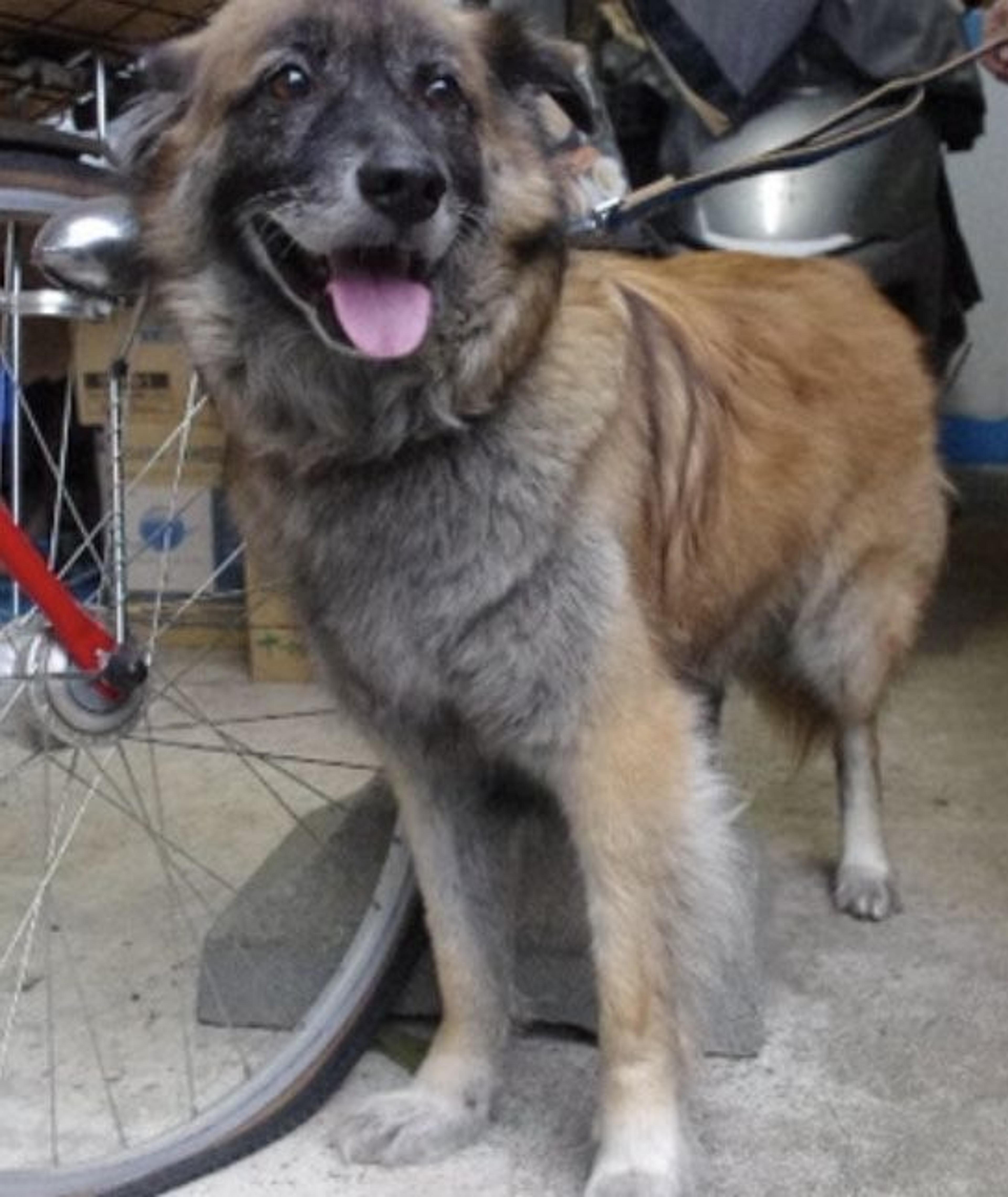 pet-image-2