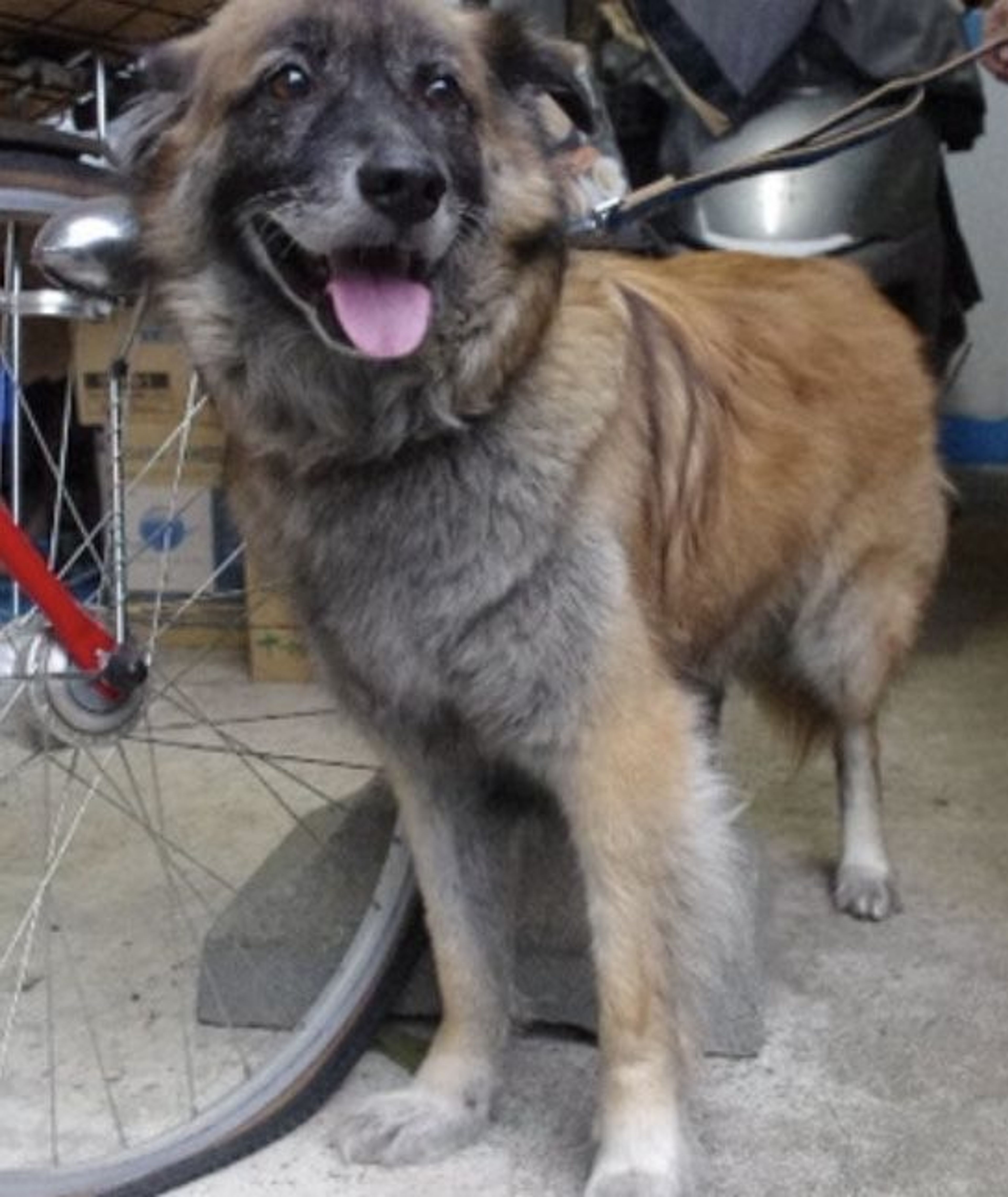 pet-image-2