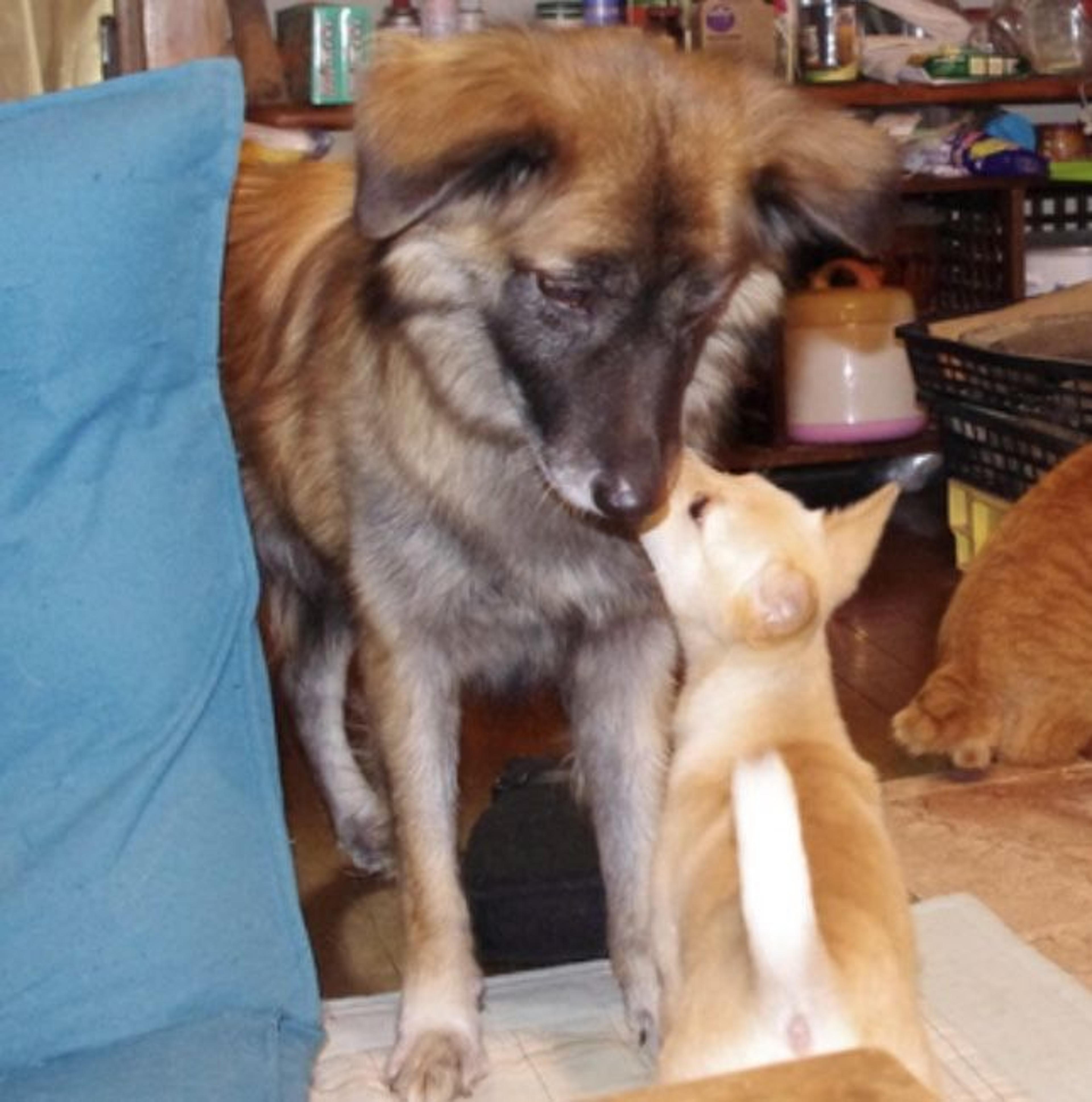 pet-image-3