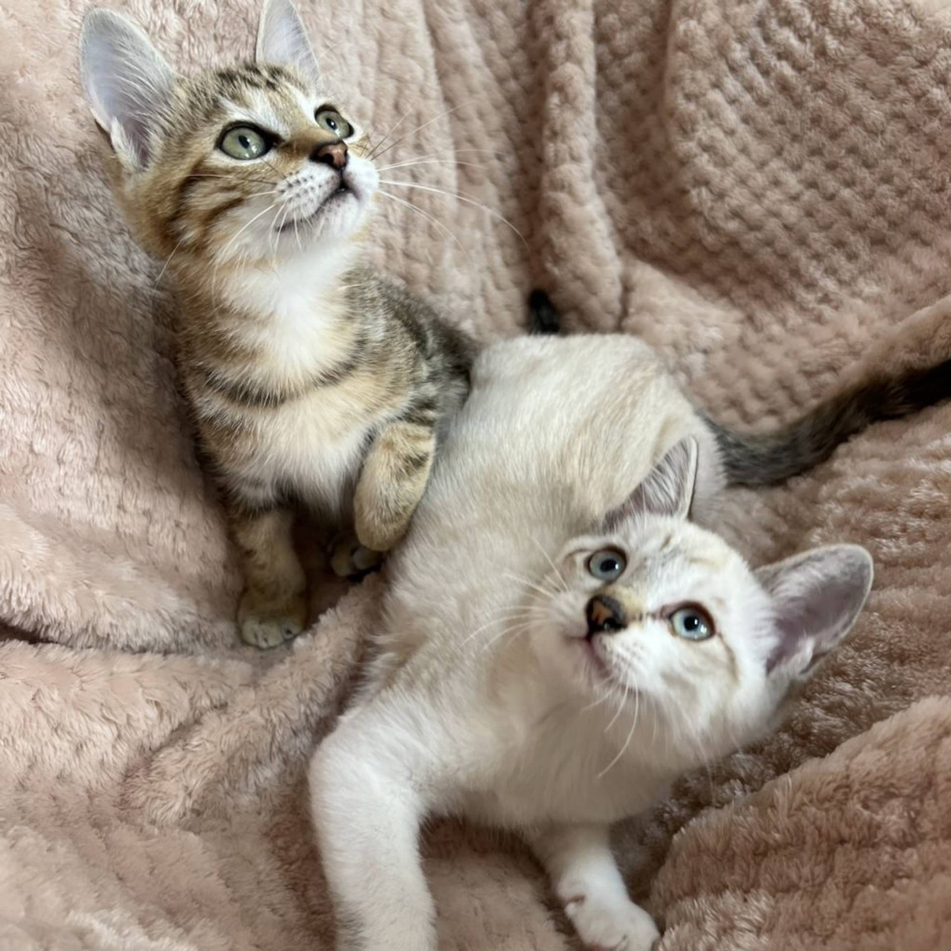 雑種（ミックス猫）・メスの里親募集の写真